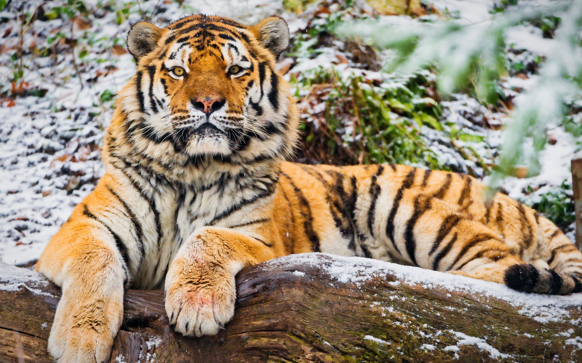 Big tiger lies on a snowy dry tree