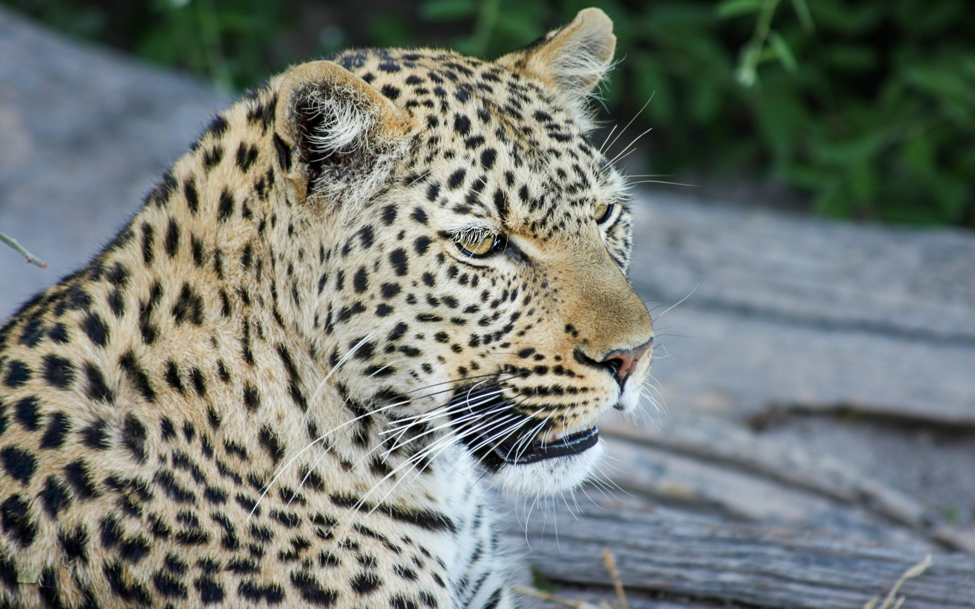 Большой пятнистый леопард отдыхает на земле 