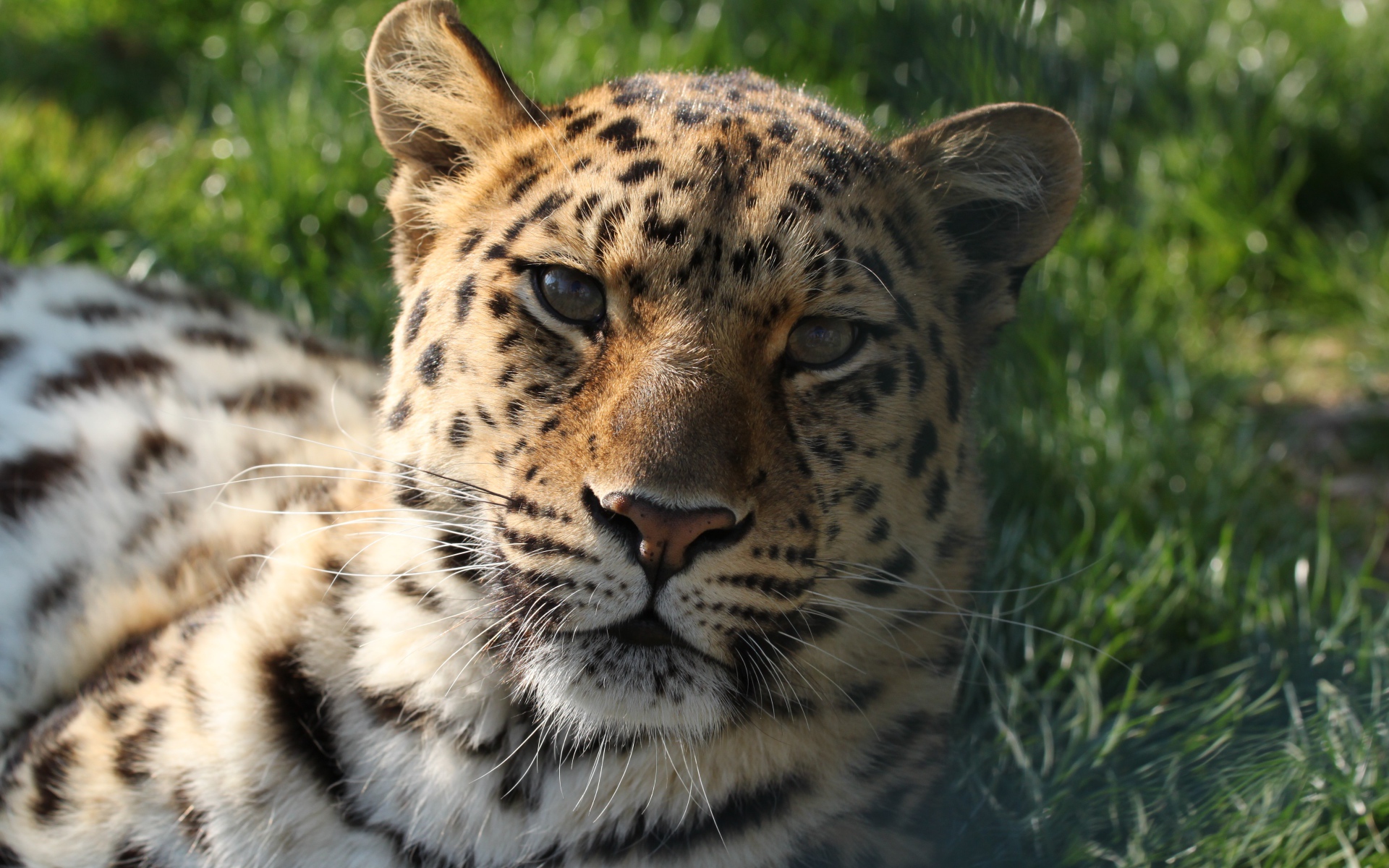 Пятнистый леопард лежит на зеленой траве в лучах солнца 