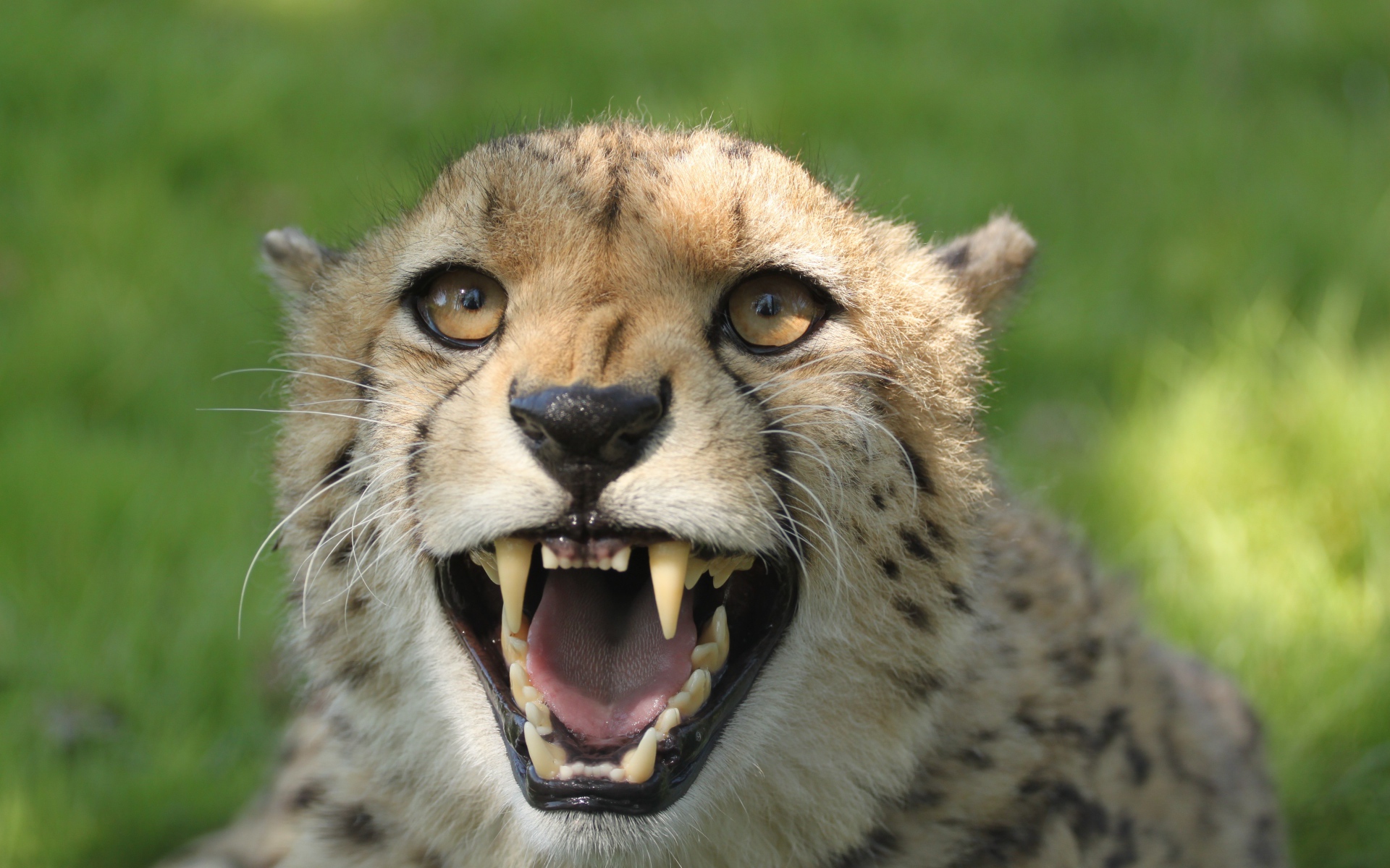 Грозный оскал гепарда с острыми клыками 