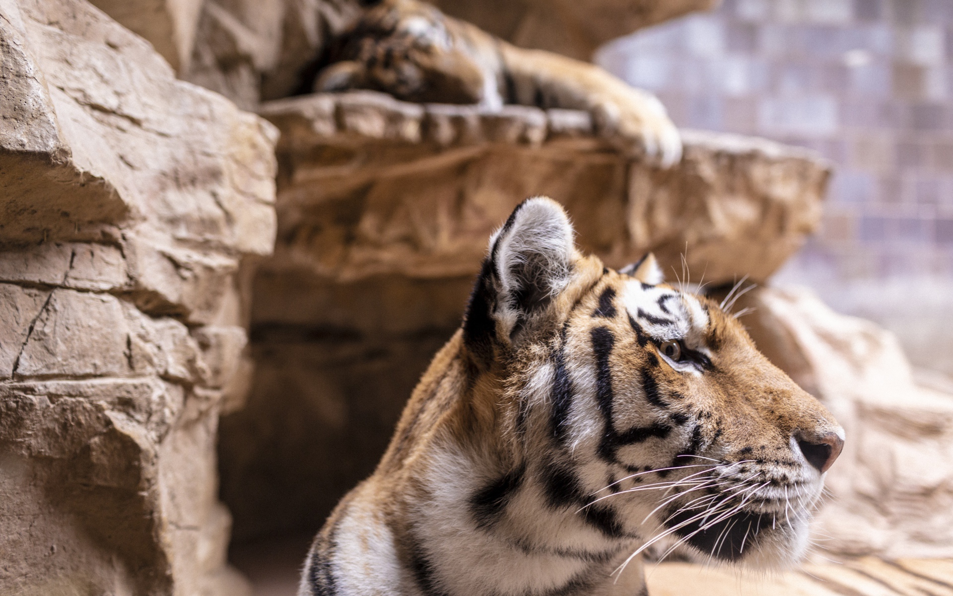 Морда полосатого тигра у камней в зоопарке 