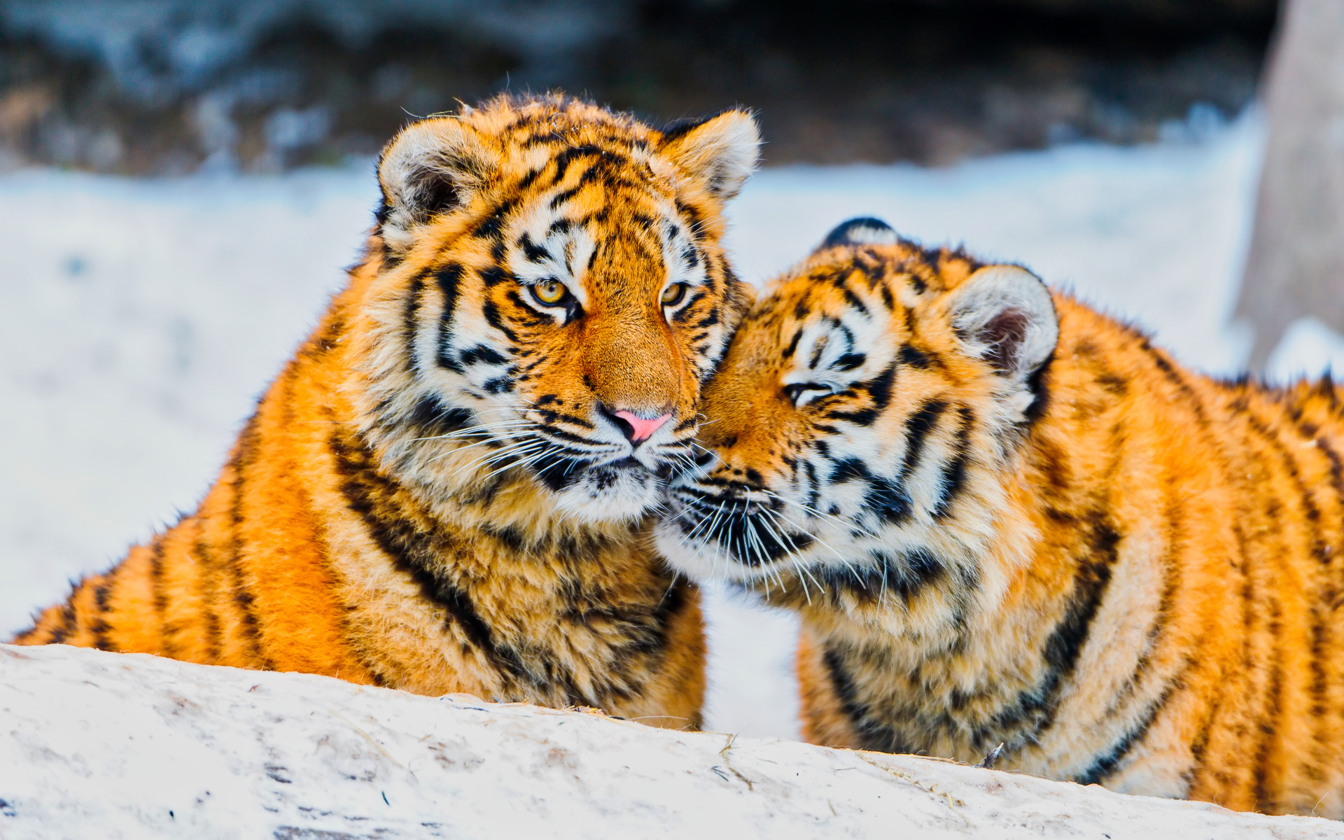 Два влюбленных тигра в заснеженном лесу
