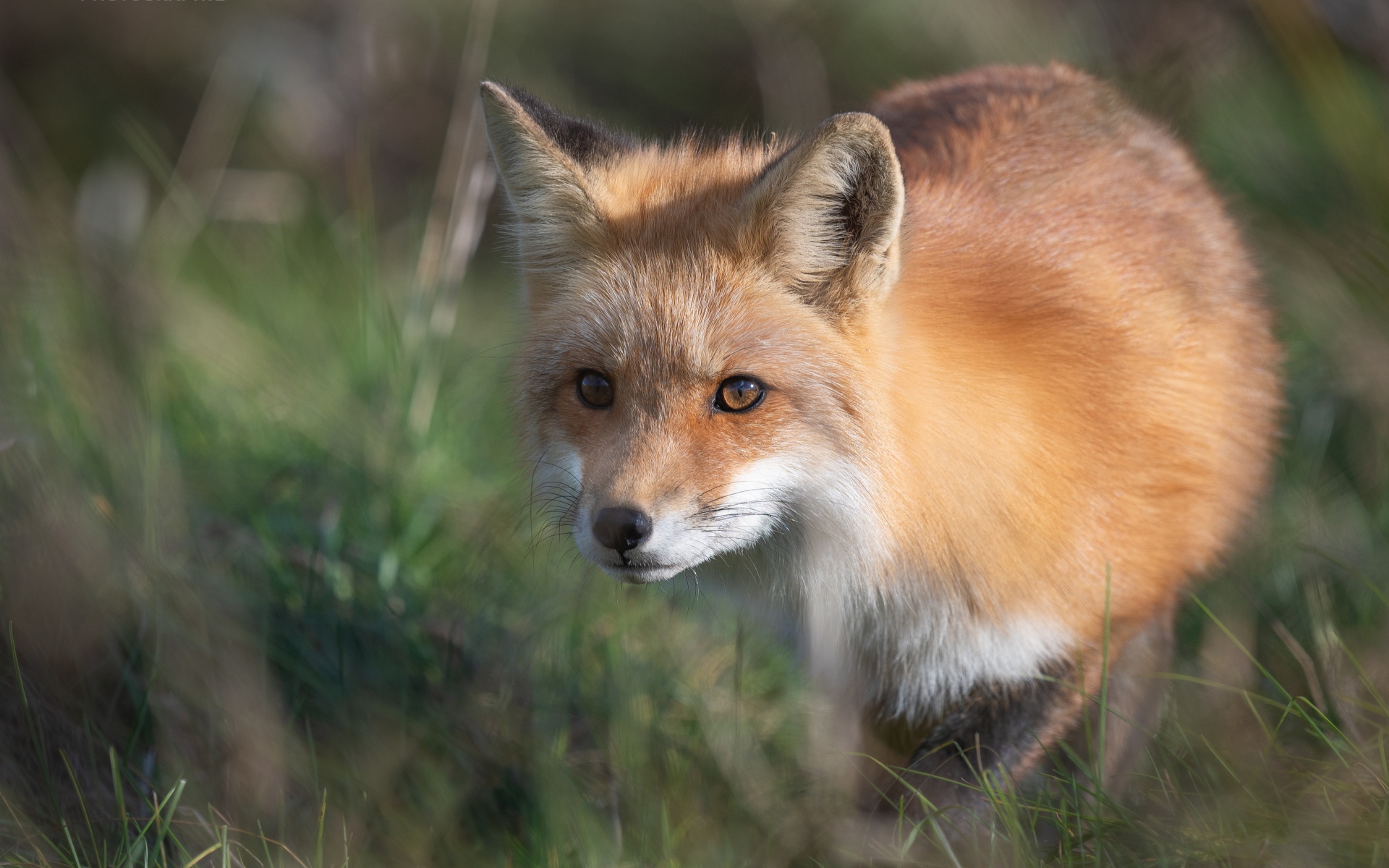 Big red fox in green grass