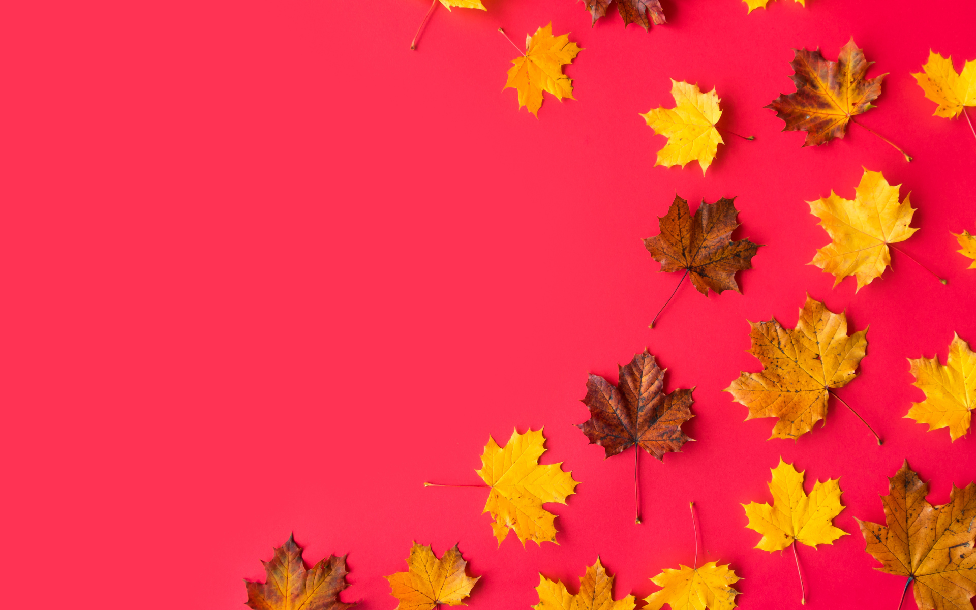Опавшие осенние кленовые листья на красном фоне