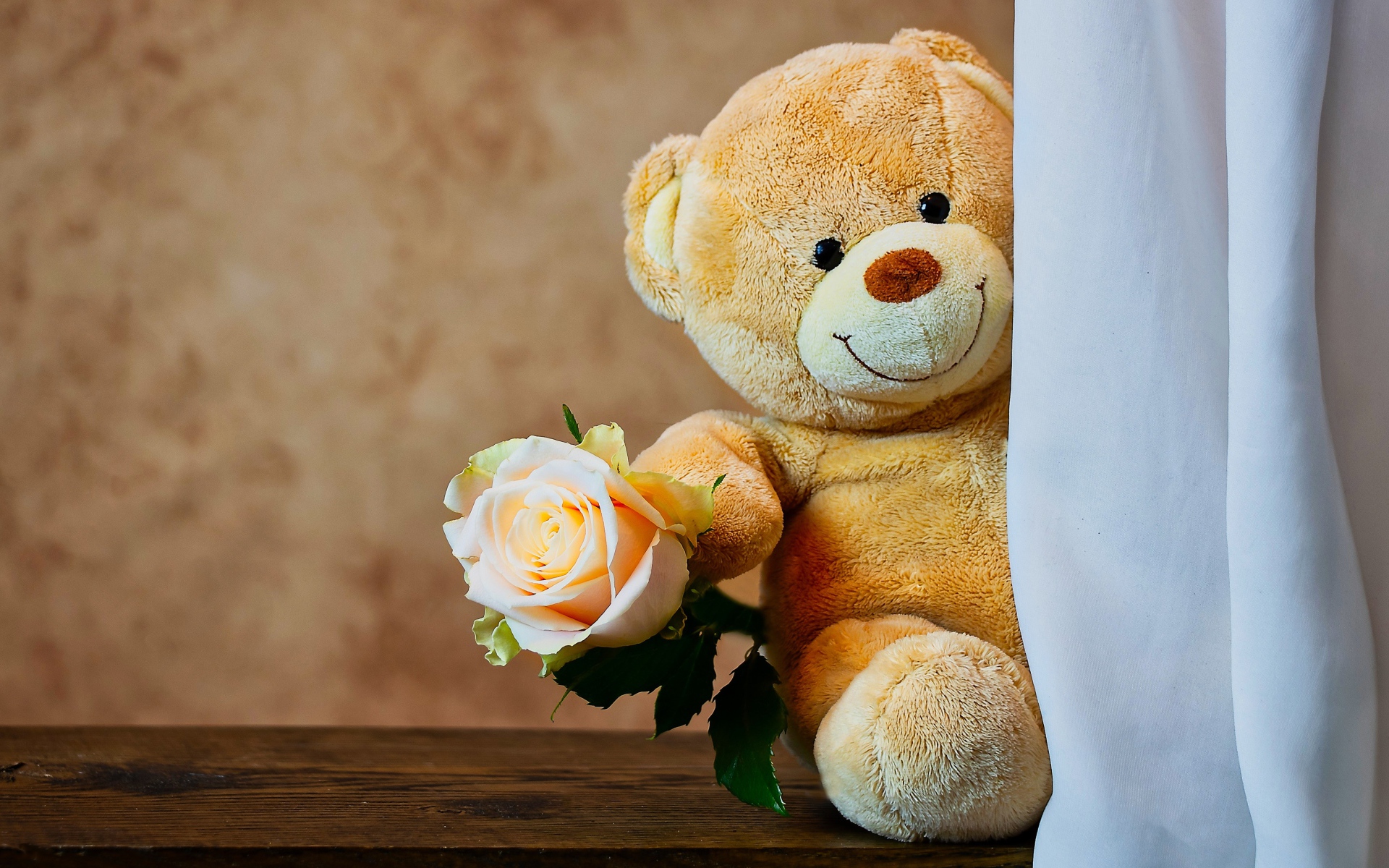 Teddy Bear with a rose behind the curtain