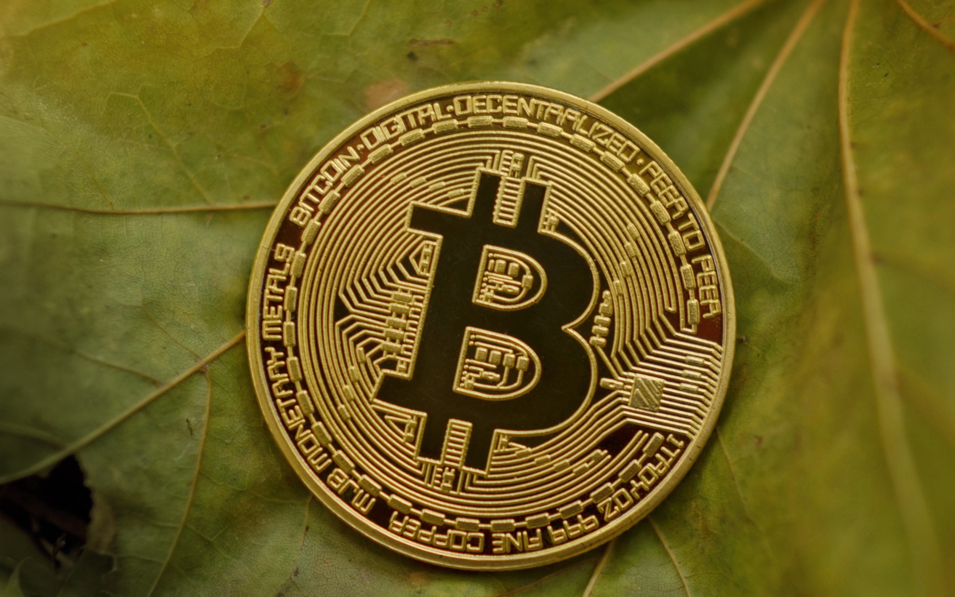 Золотая монета биткоин лежит на зеленом листе