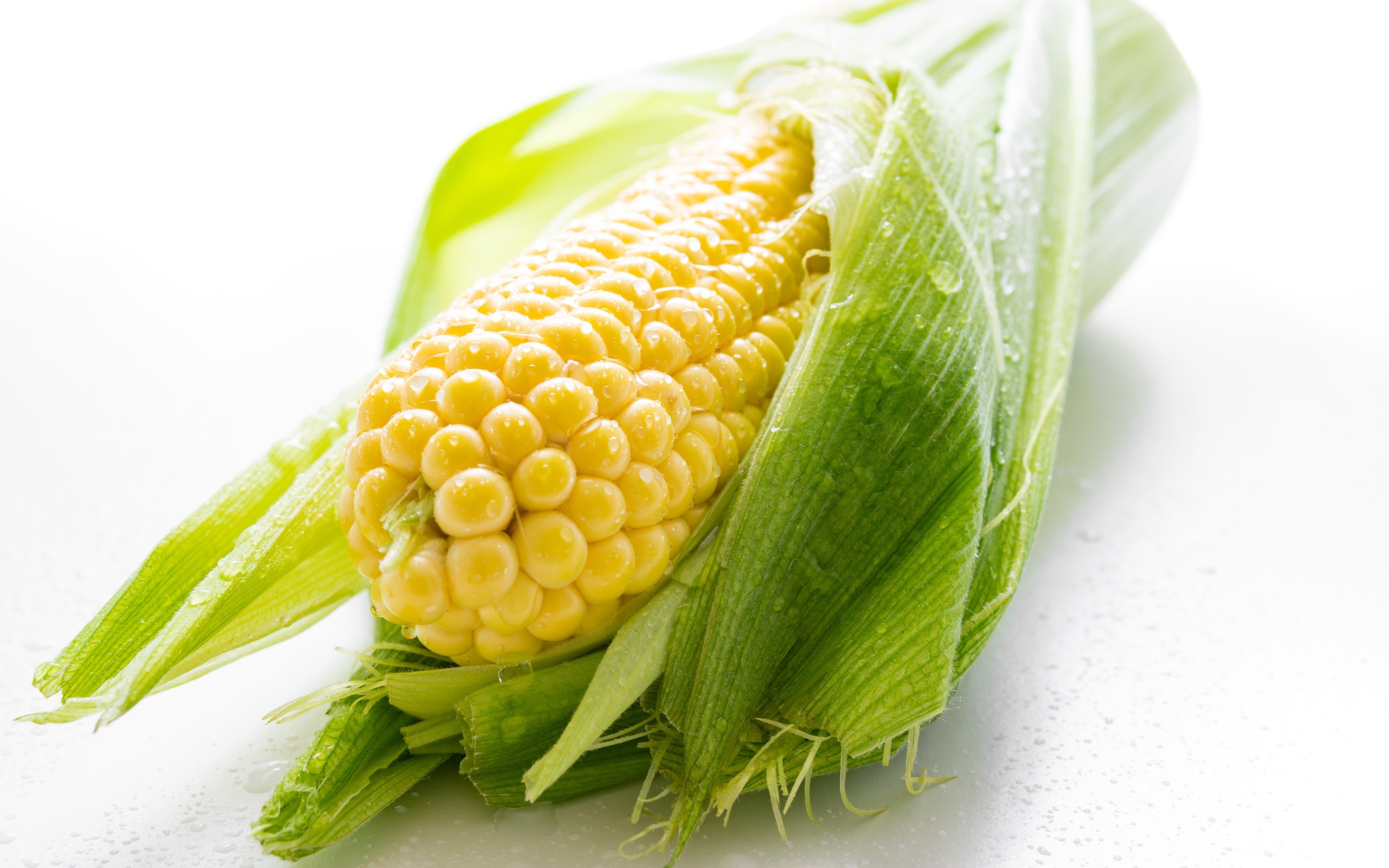 Початок кукурузы в каплях воды на белом фоне