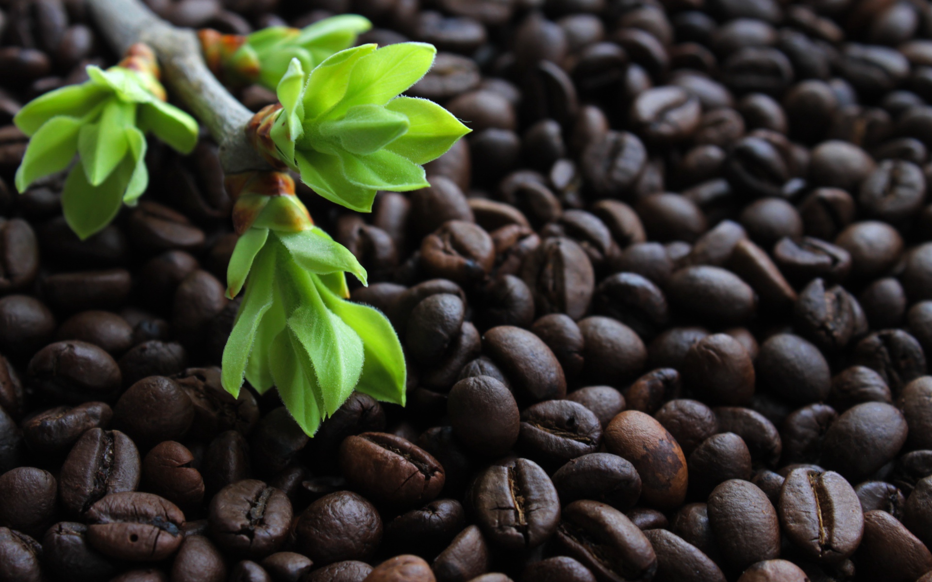 Много обжаренных кофейных зерен с веткой с зелеными листьями