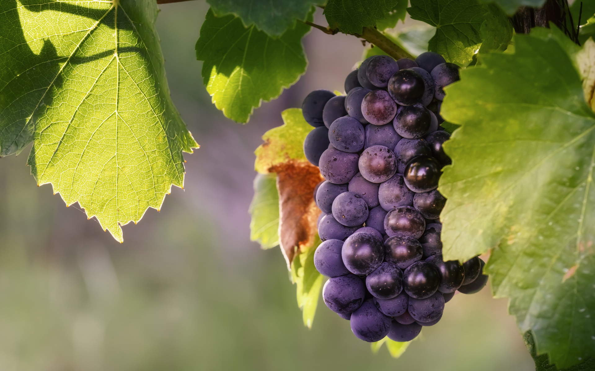 Гроздь синего винограда в зеленых листьях 