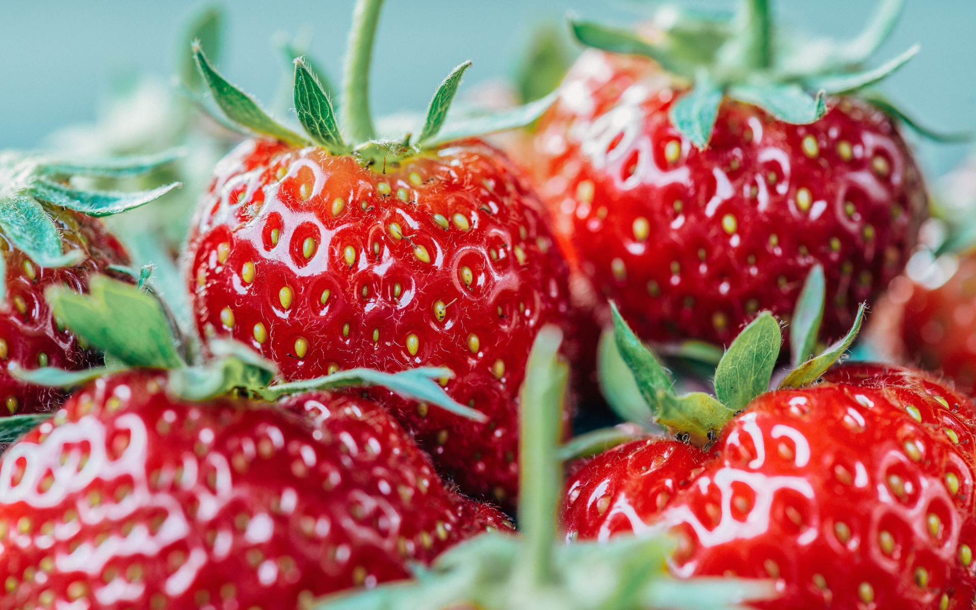 Ягоды спелой клубники с зелеными хвостиками