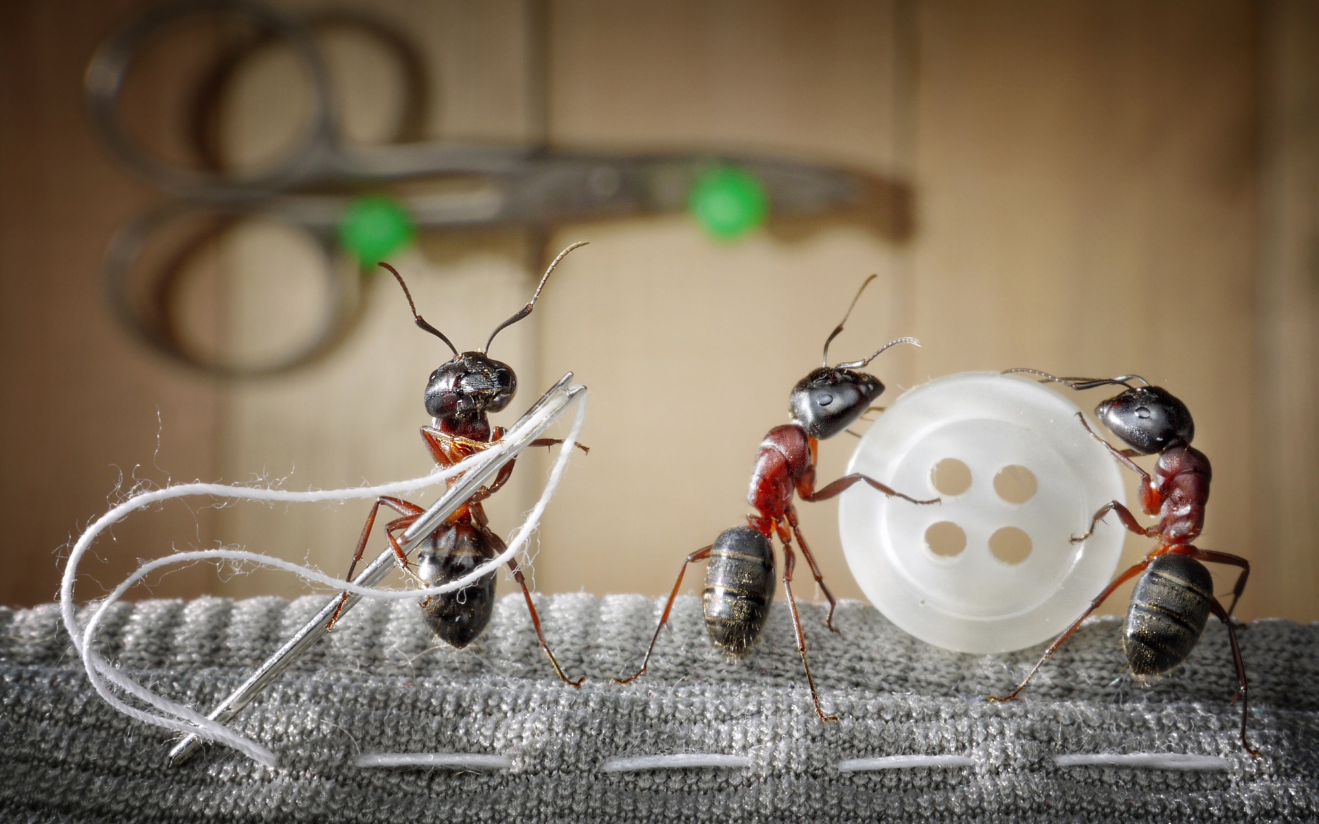 Три муравья пришивают пуговицу