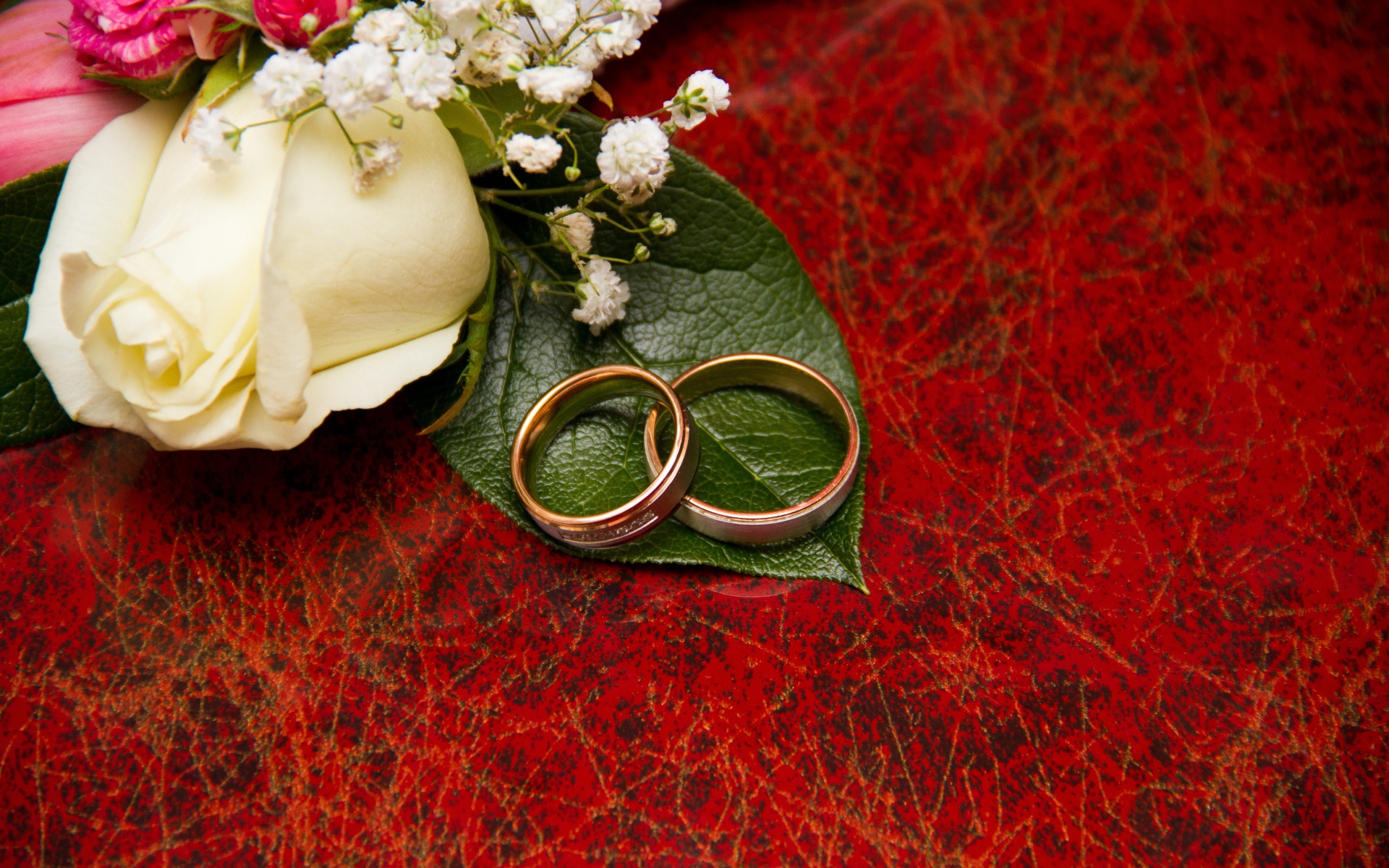 Золотые обручальные кольца на красном фоне