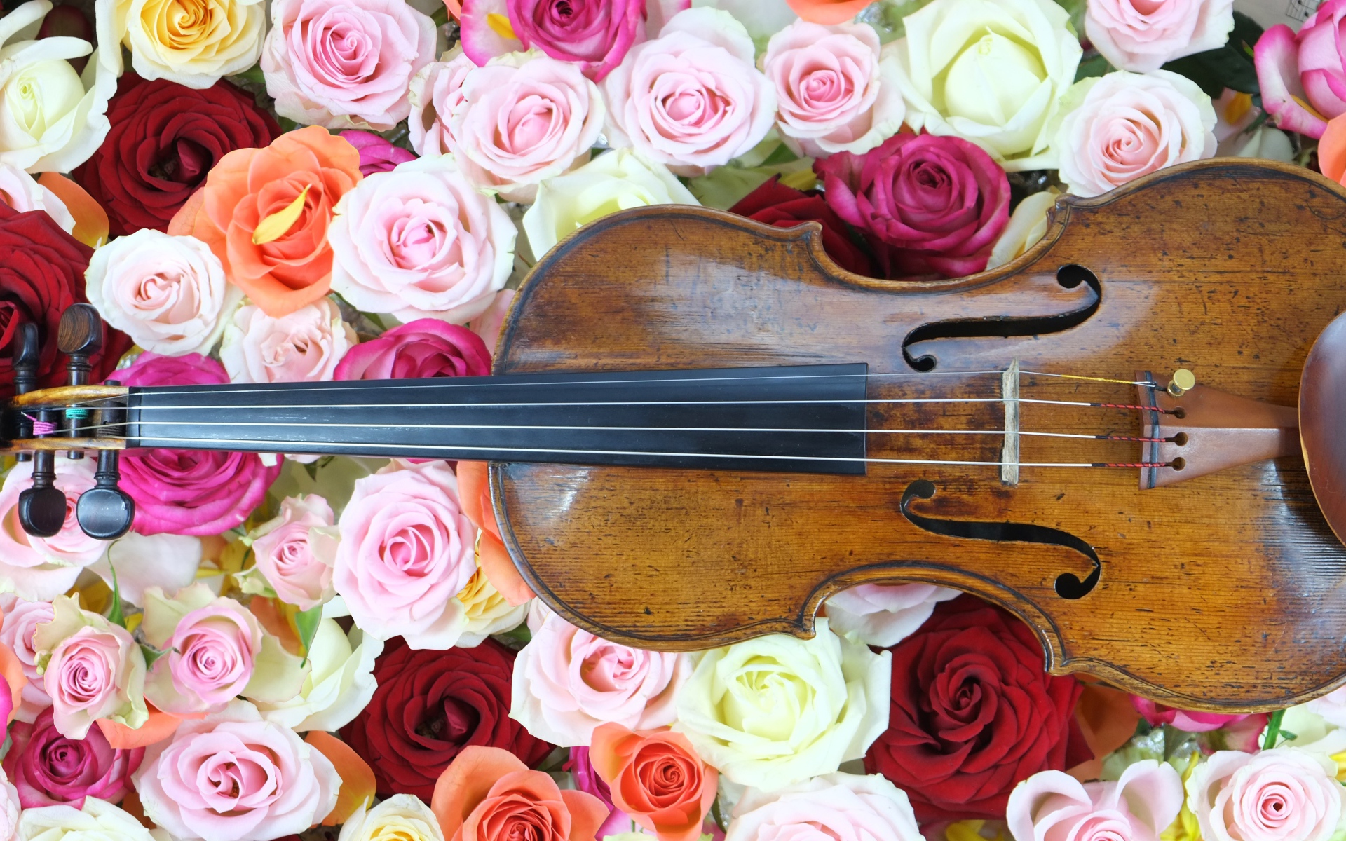 Дорогая скрипка лежит на розах 