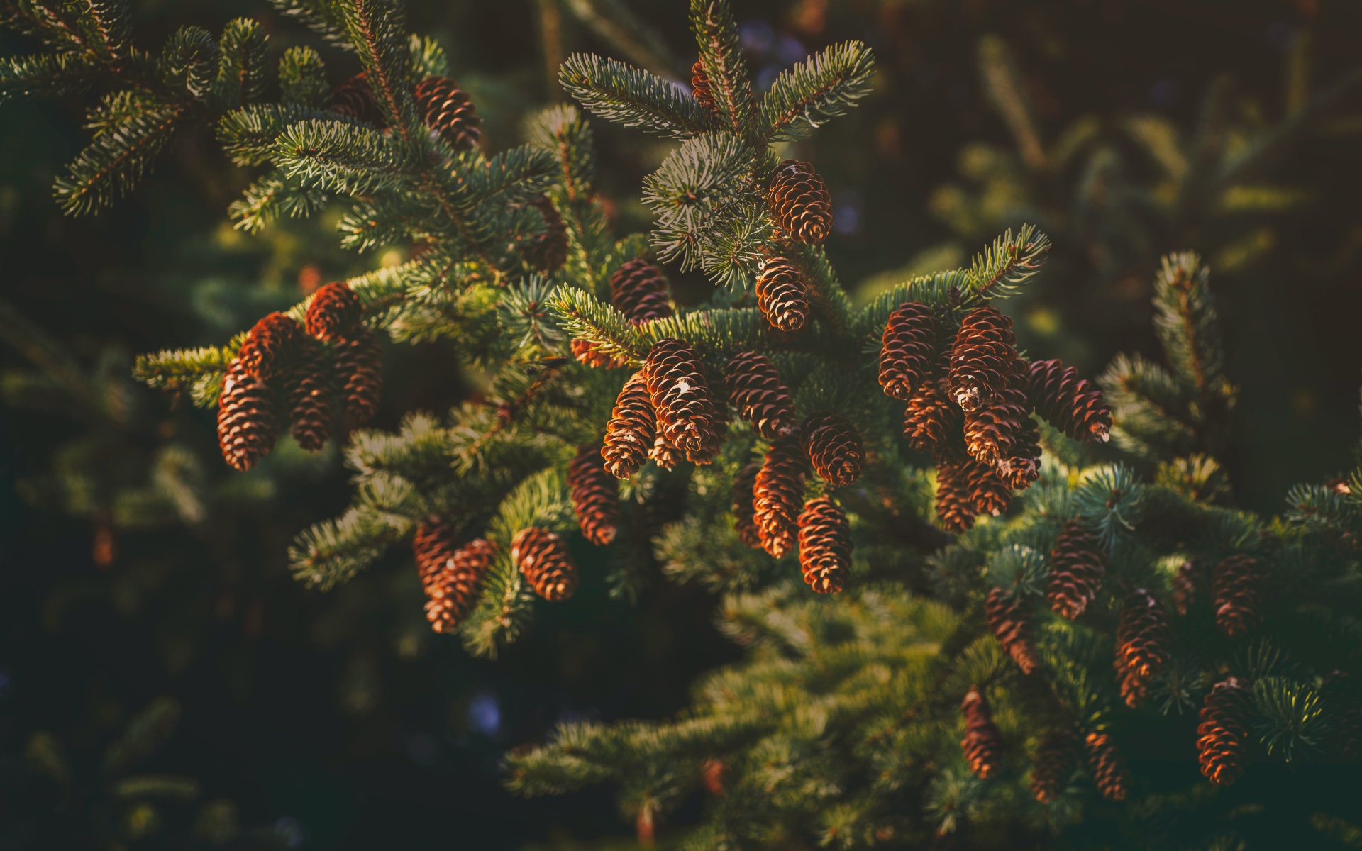 Пушистая еловая ветка с шишками