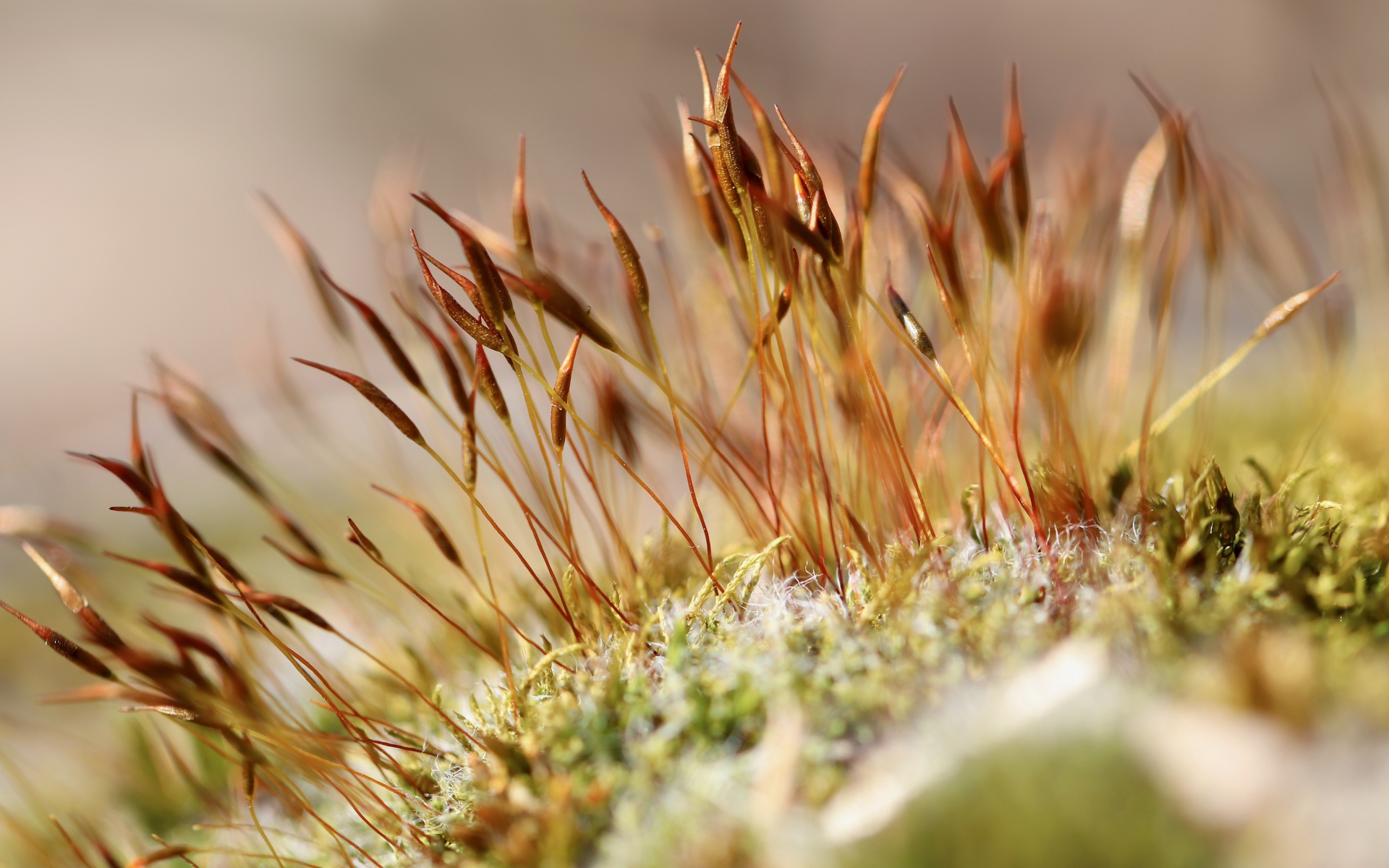 Green moss close up