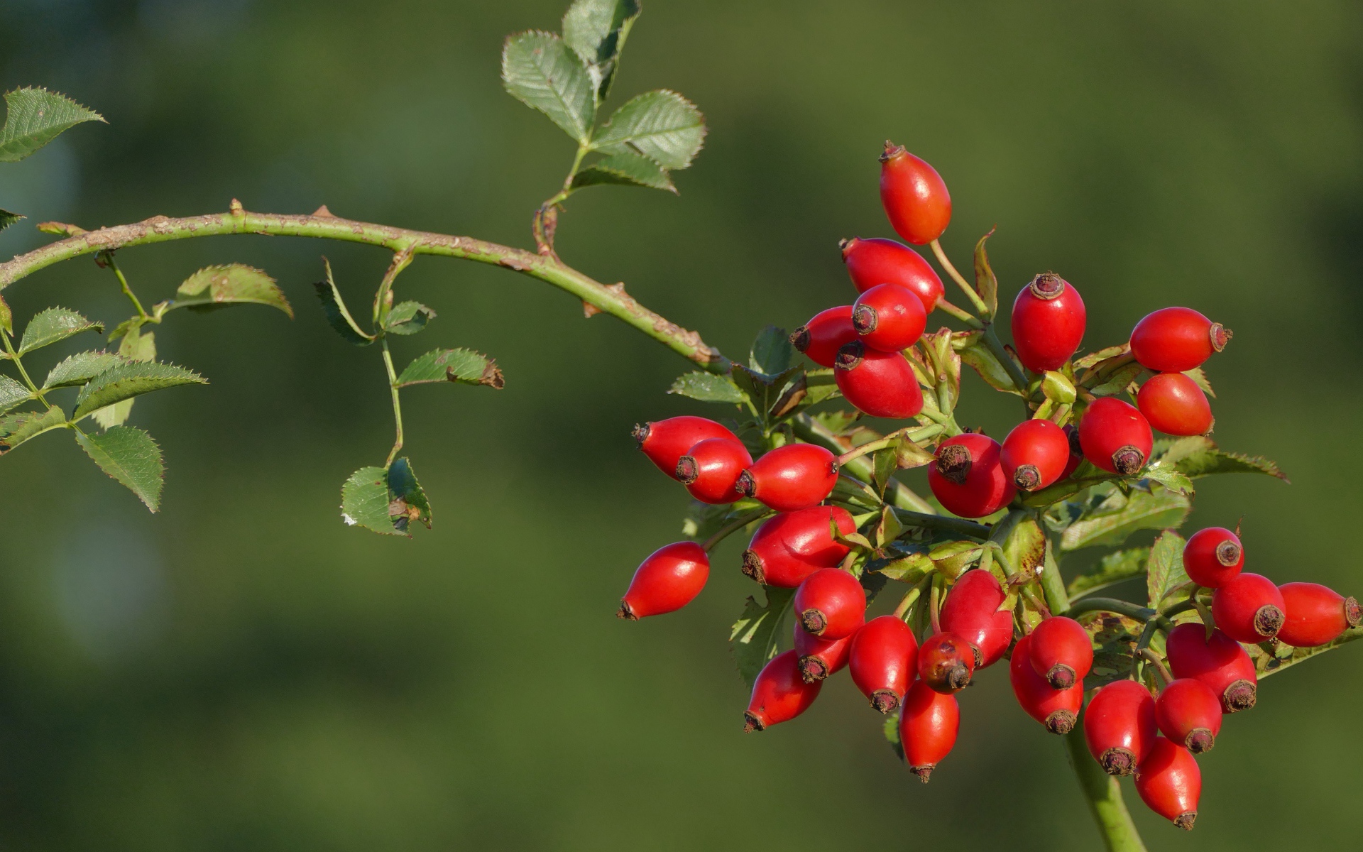 Красные ягоды шиповника на ветке в лучах солнца
