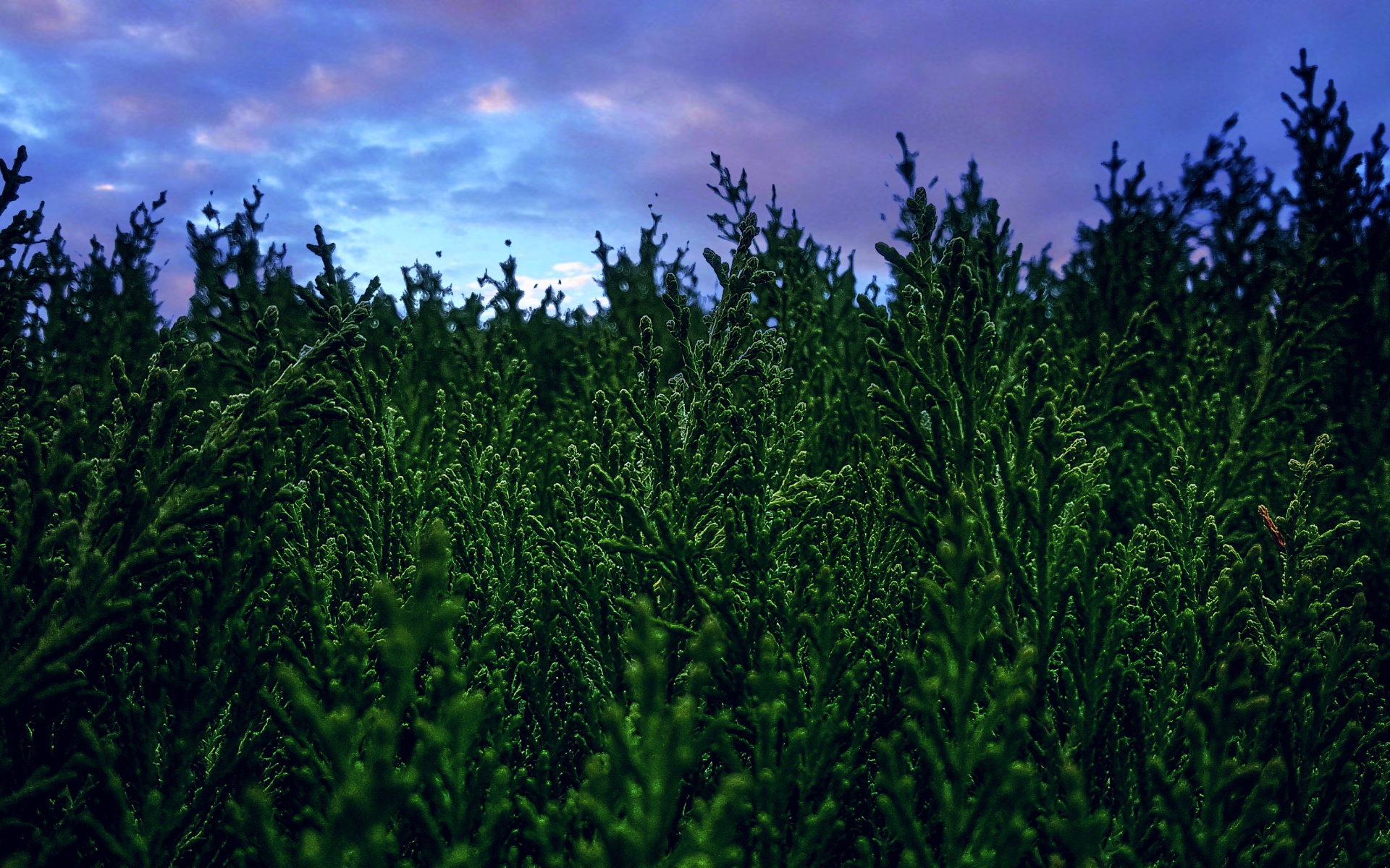 Зеленые заросли туи под пасмурным небом