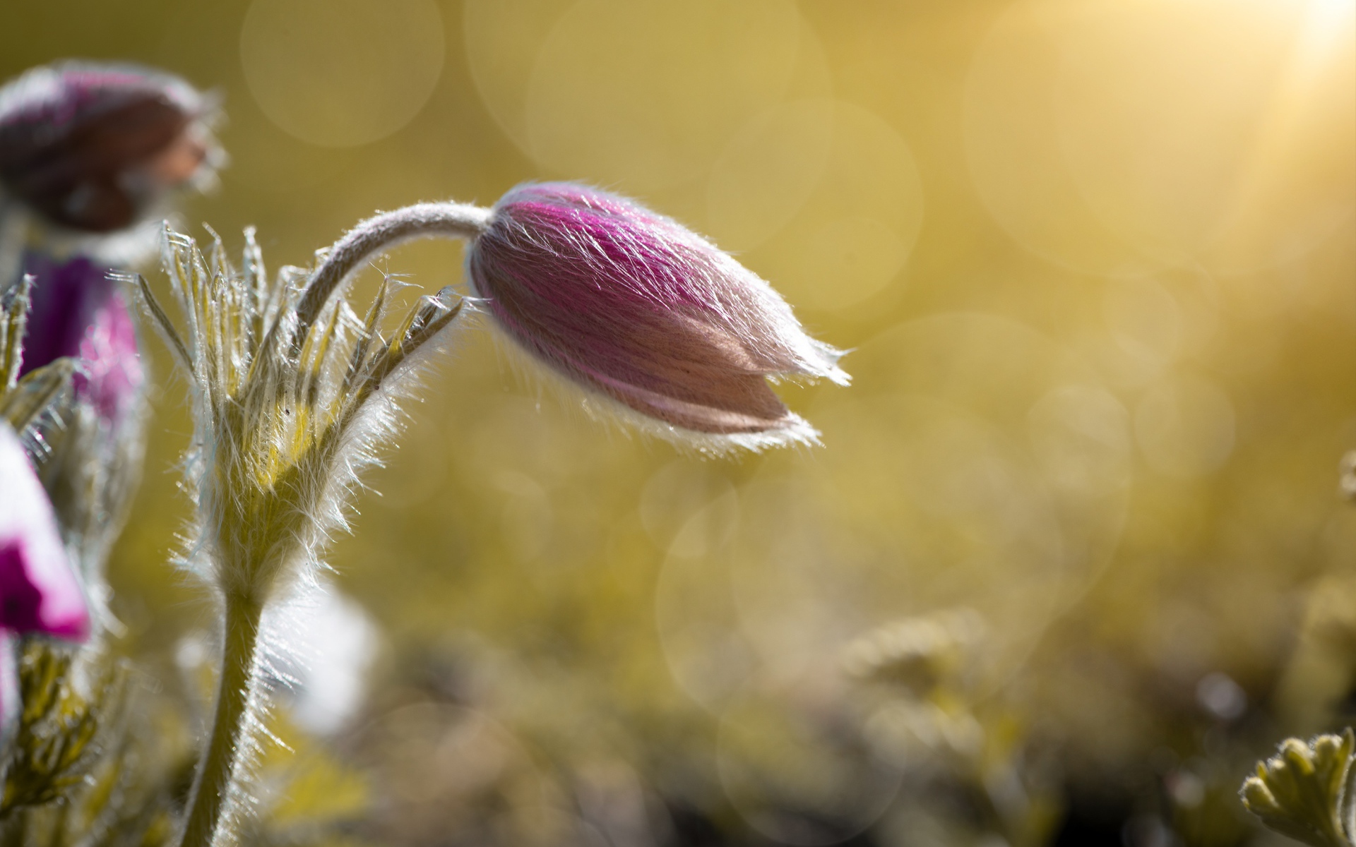 Бутон розового цветка прострел в поле в лучах солнца