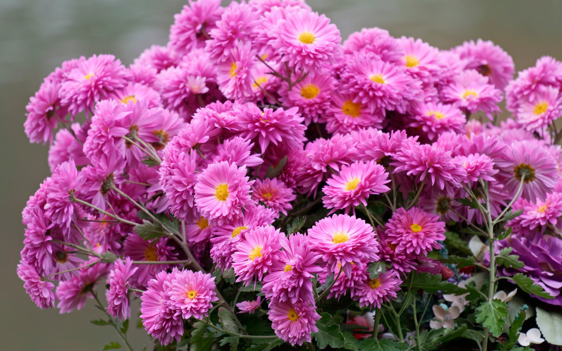 Красивый букет розовых цветов хризантемы 