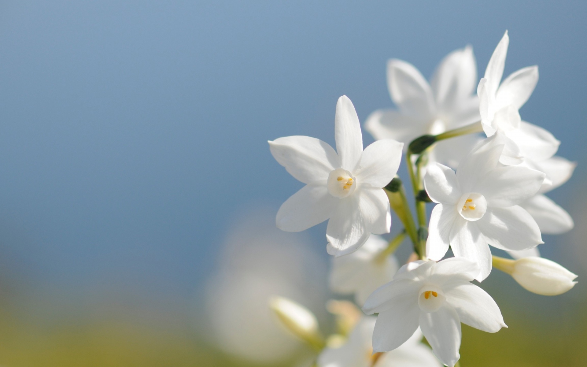 Красивые нежные белые цветы нарцисса на голубом фоне