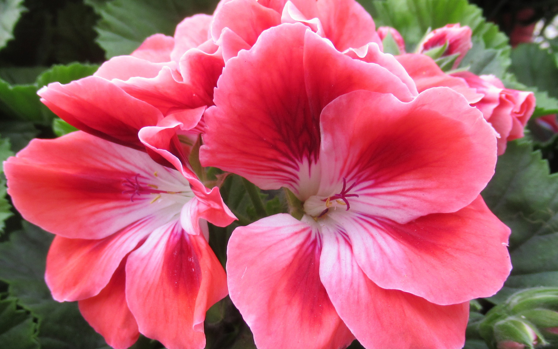 Красивый комнатный цветок герань с розовыми цветами