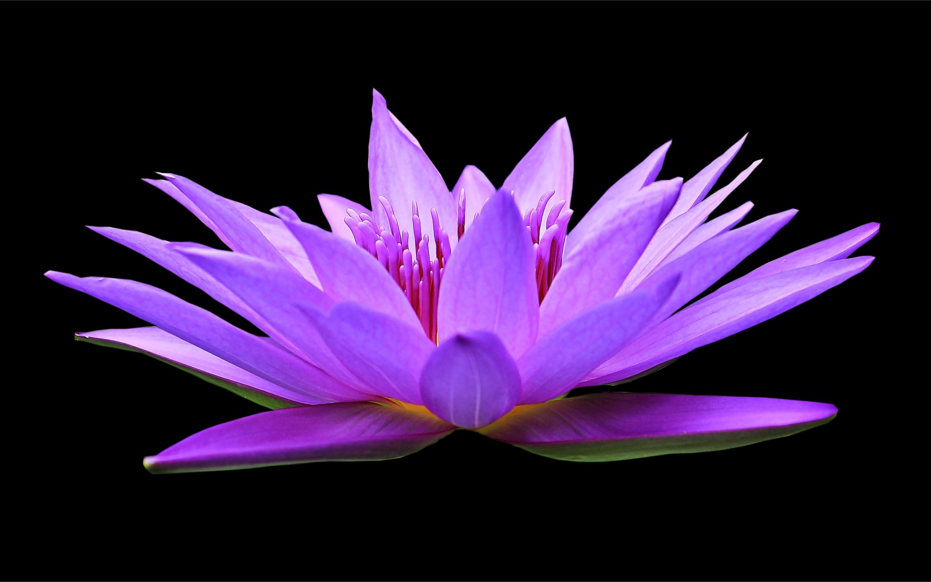 Красивый цветок лотоса на черном фоне крупным планом