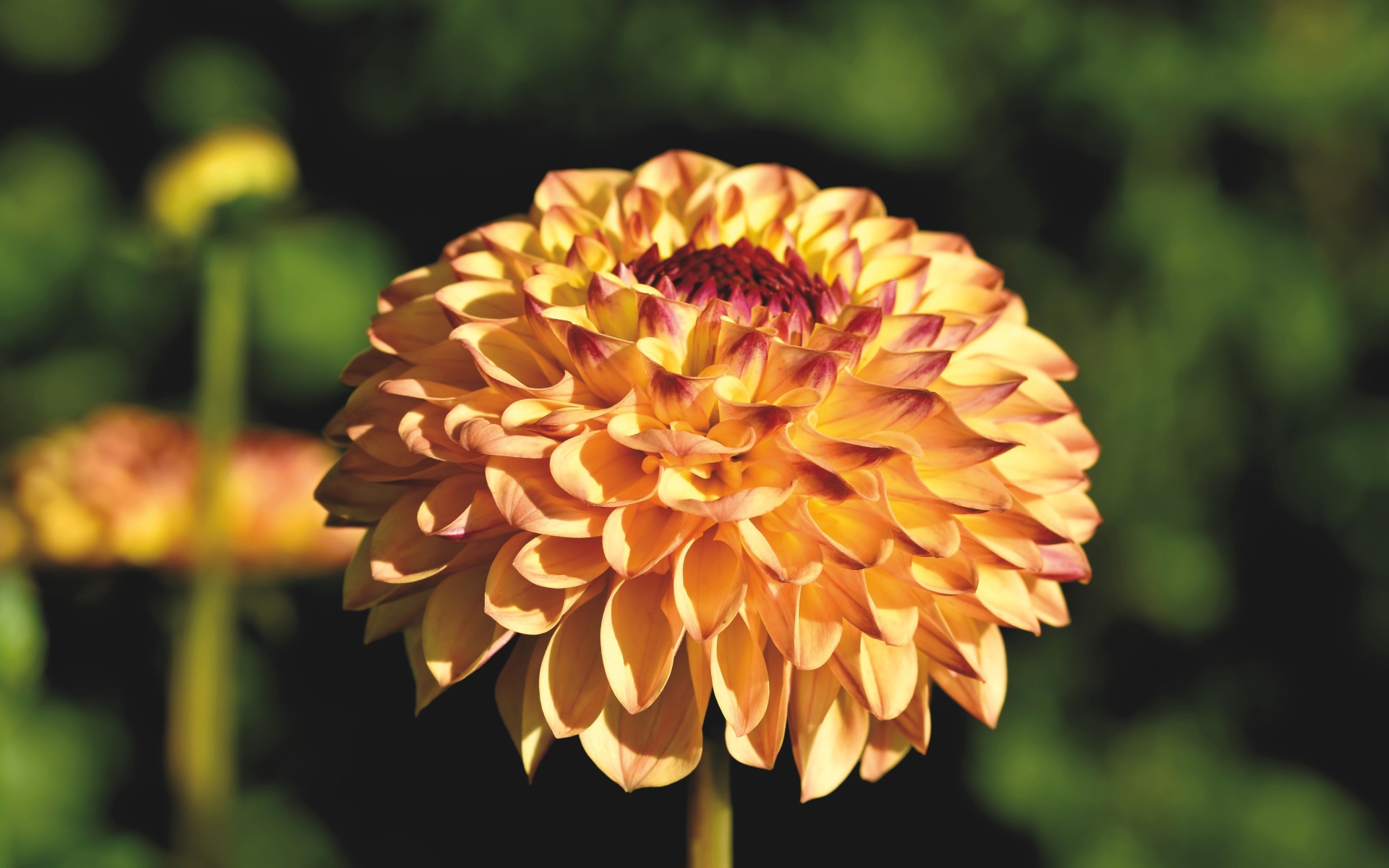 Красивая оранжевая георгина крупным планом на клумбе 