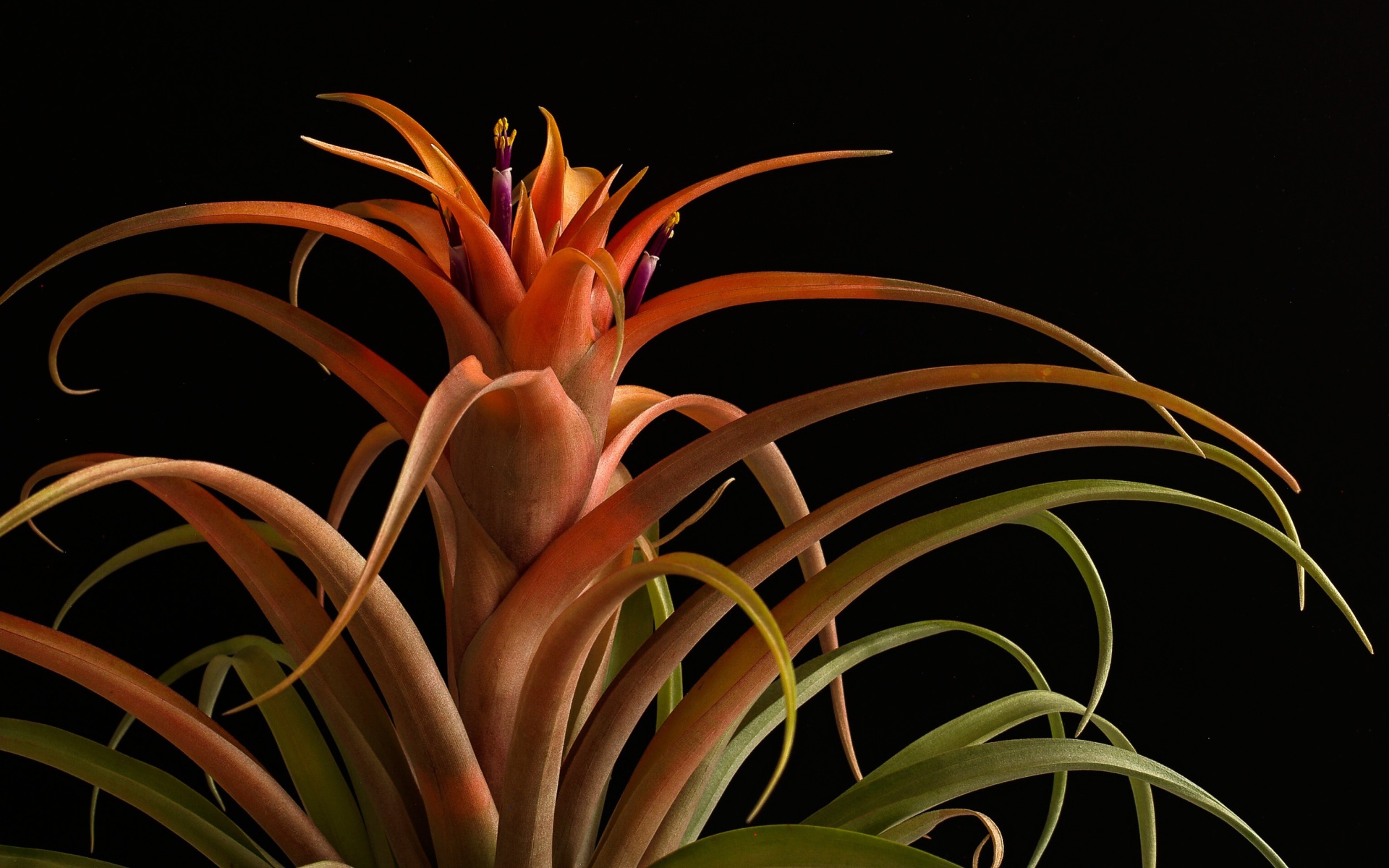 Красивый оранжевый комнатный цветок на черном фоне