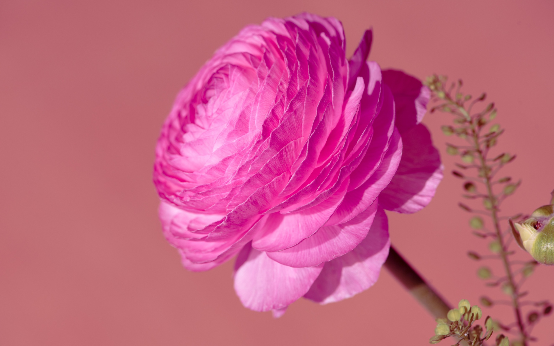 Красивый розовый цветок лютика крупным планом