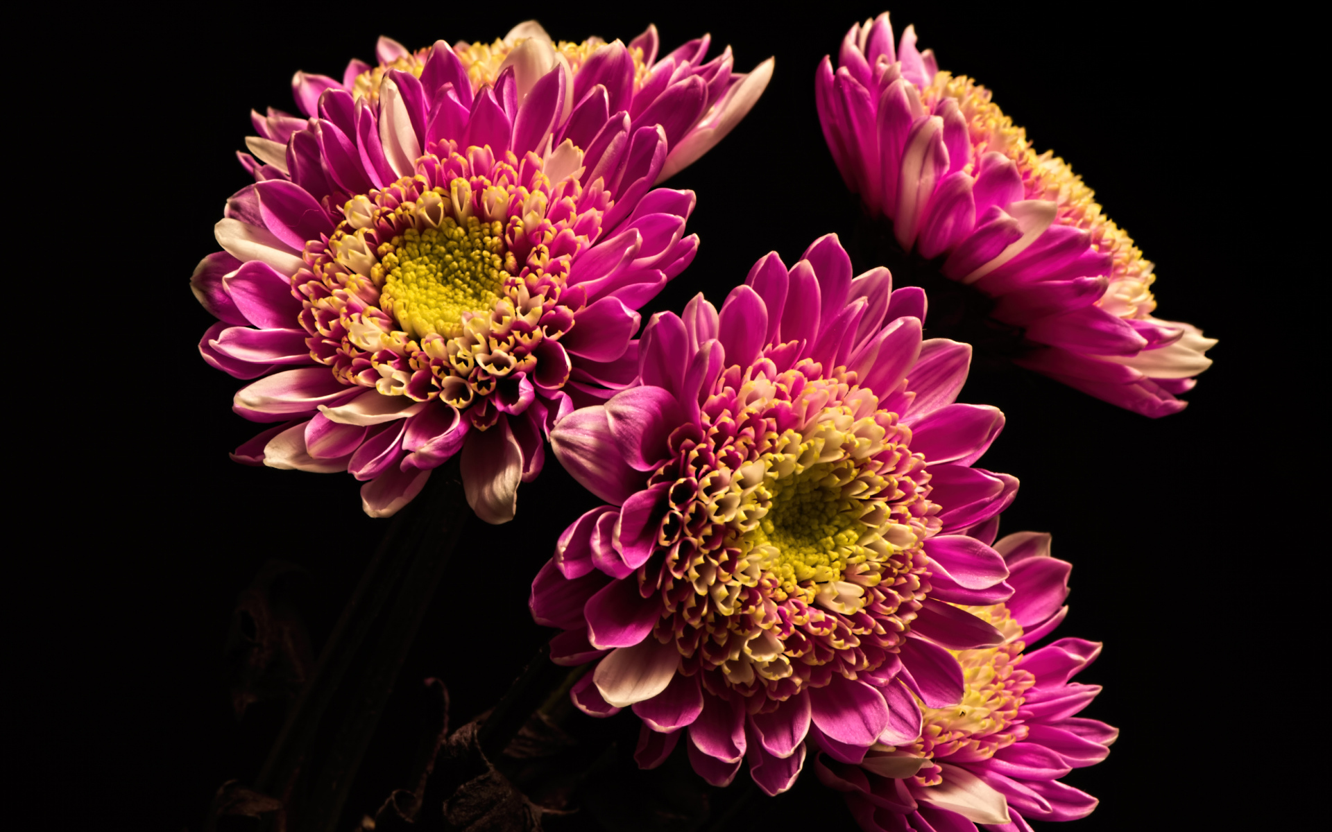 Красивые розовые хризантемы на черном фоне
