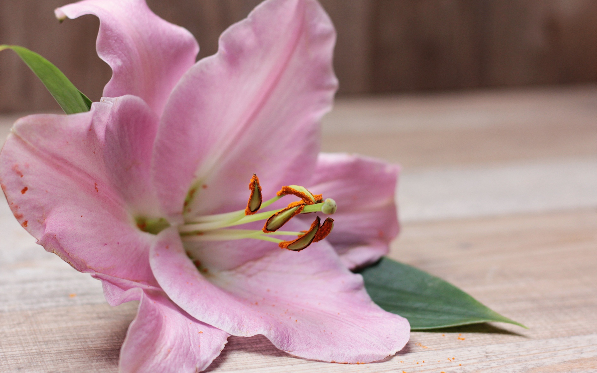 Красивая розовая лилия лежит на столе 