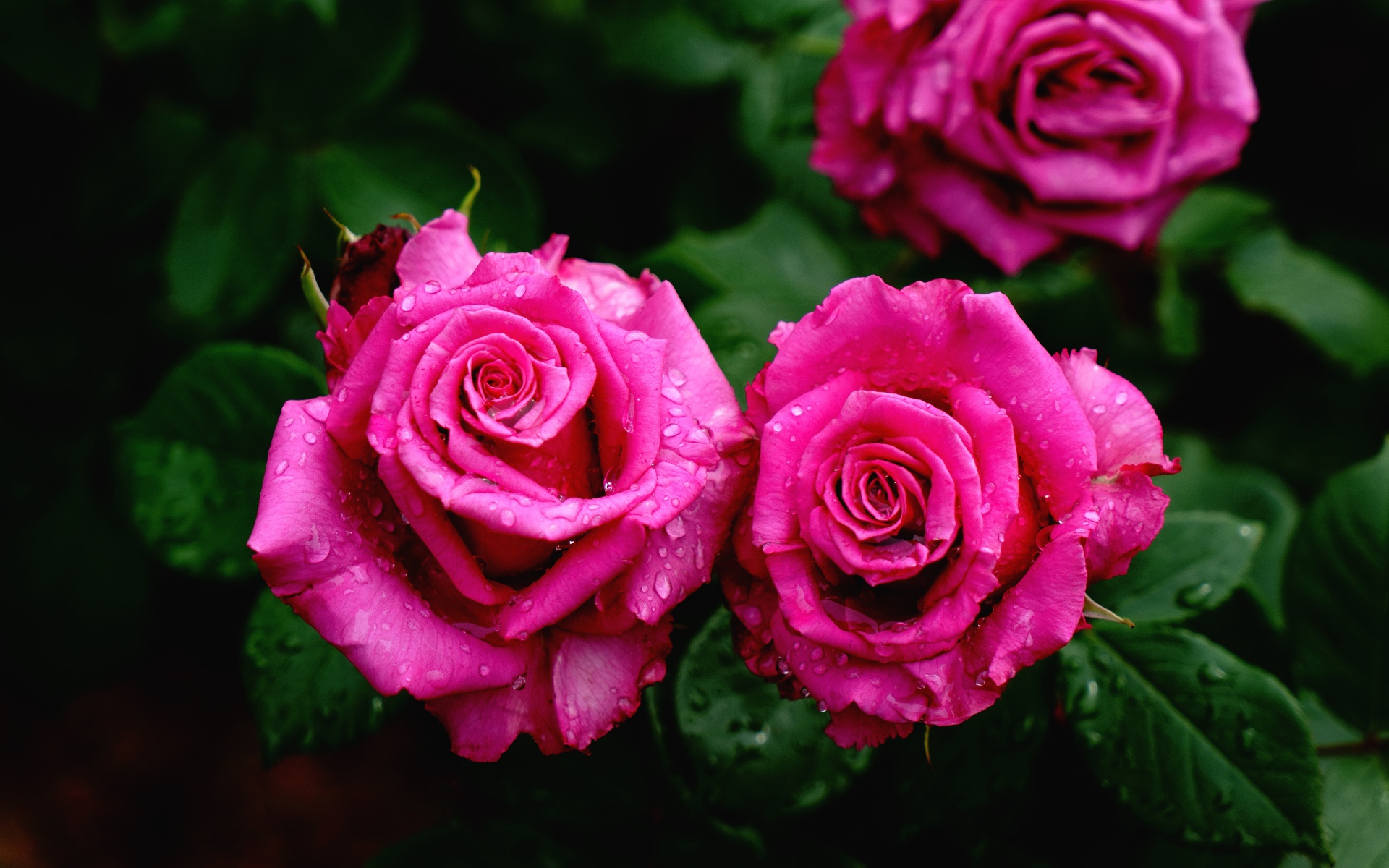 Красивые розовые розы на клумбе в каплях росы