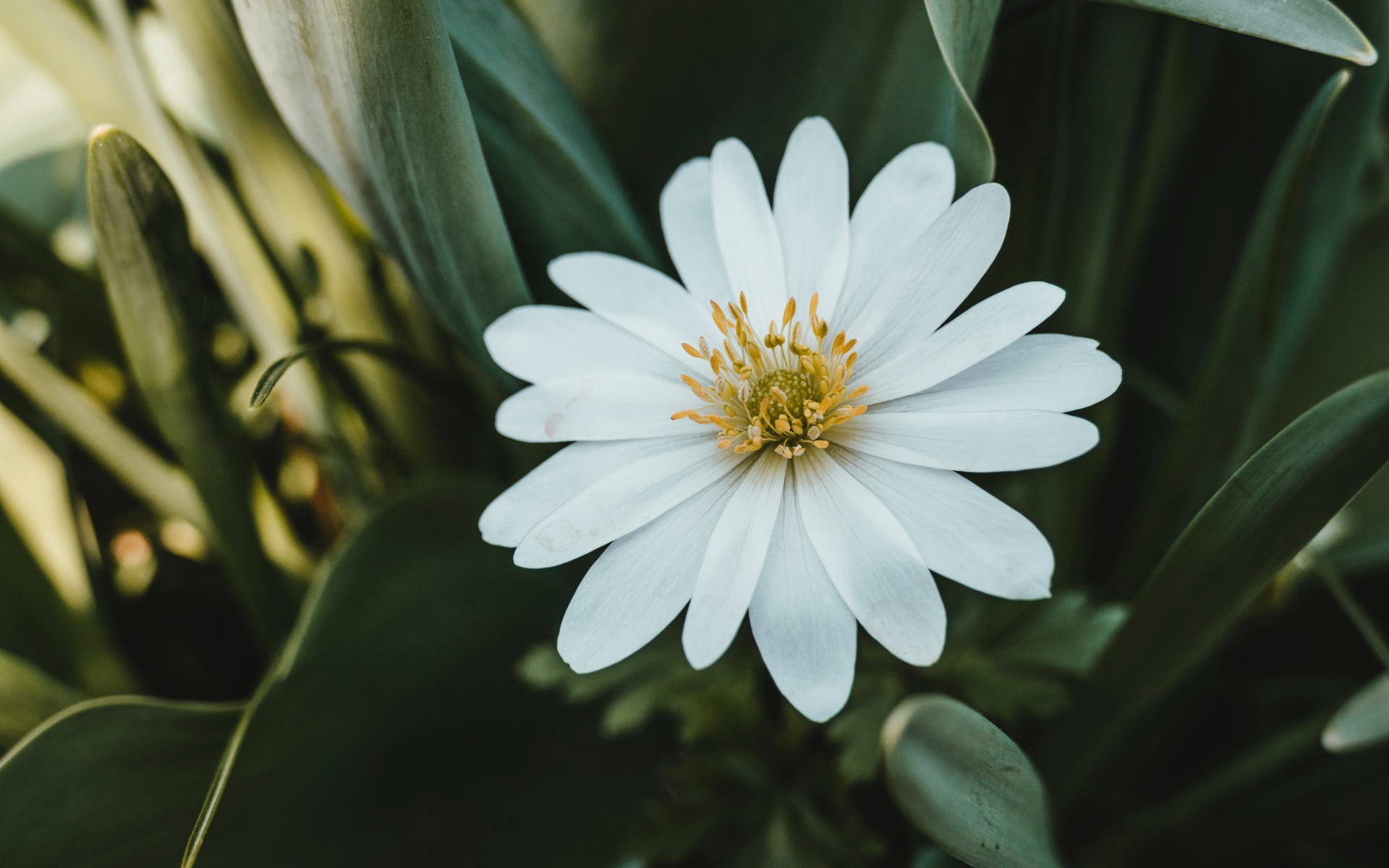 Красивый белый цветок остеоспермум с зелеными листьями