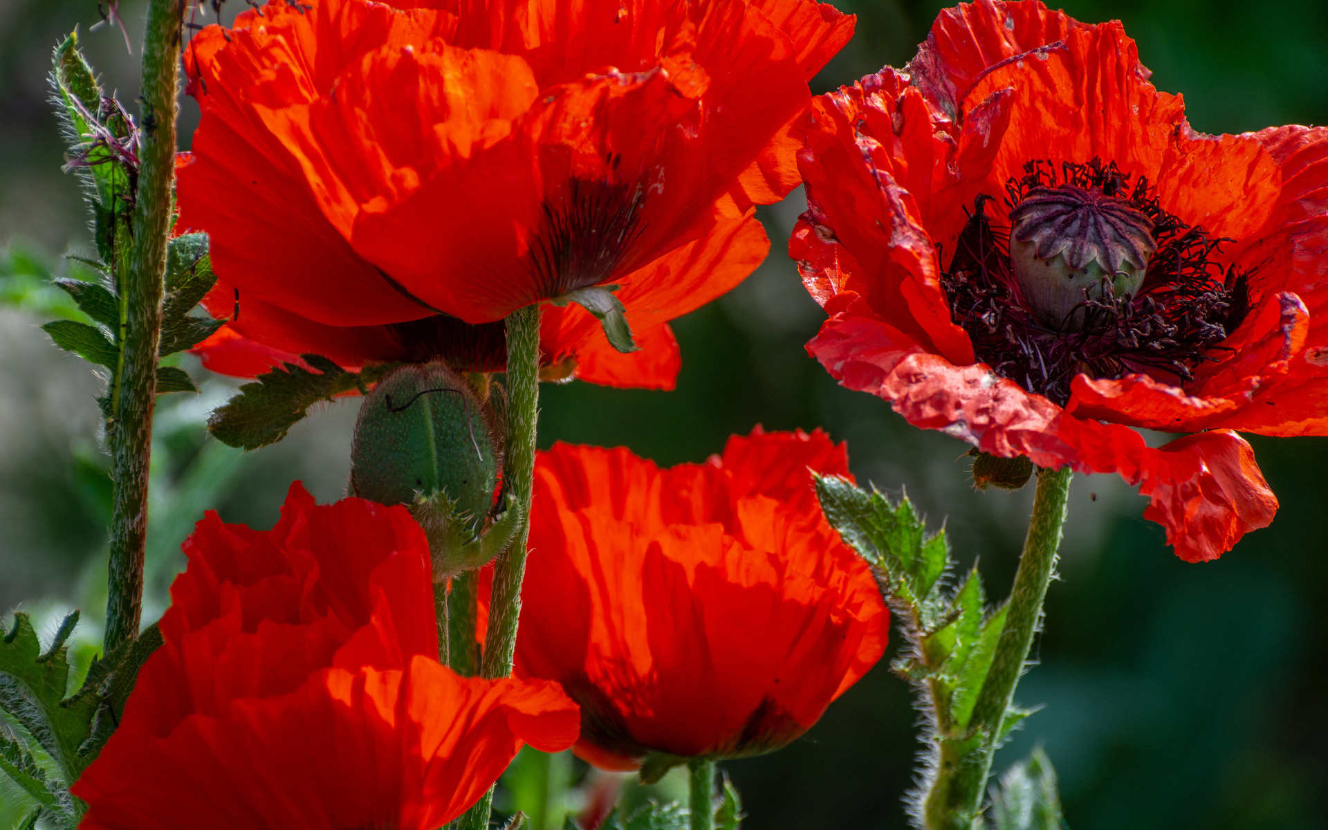 Большие красные маки с бутонами в лучах солнца