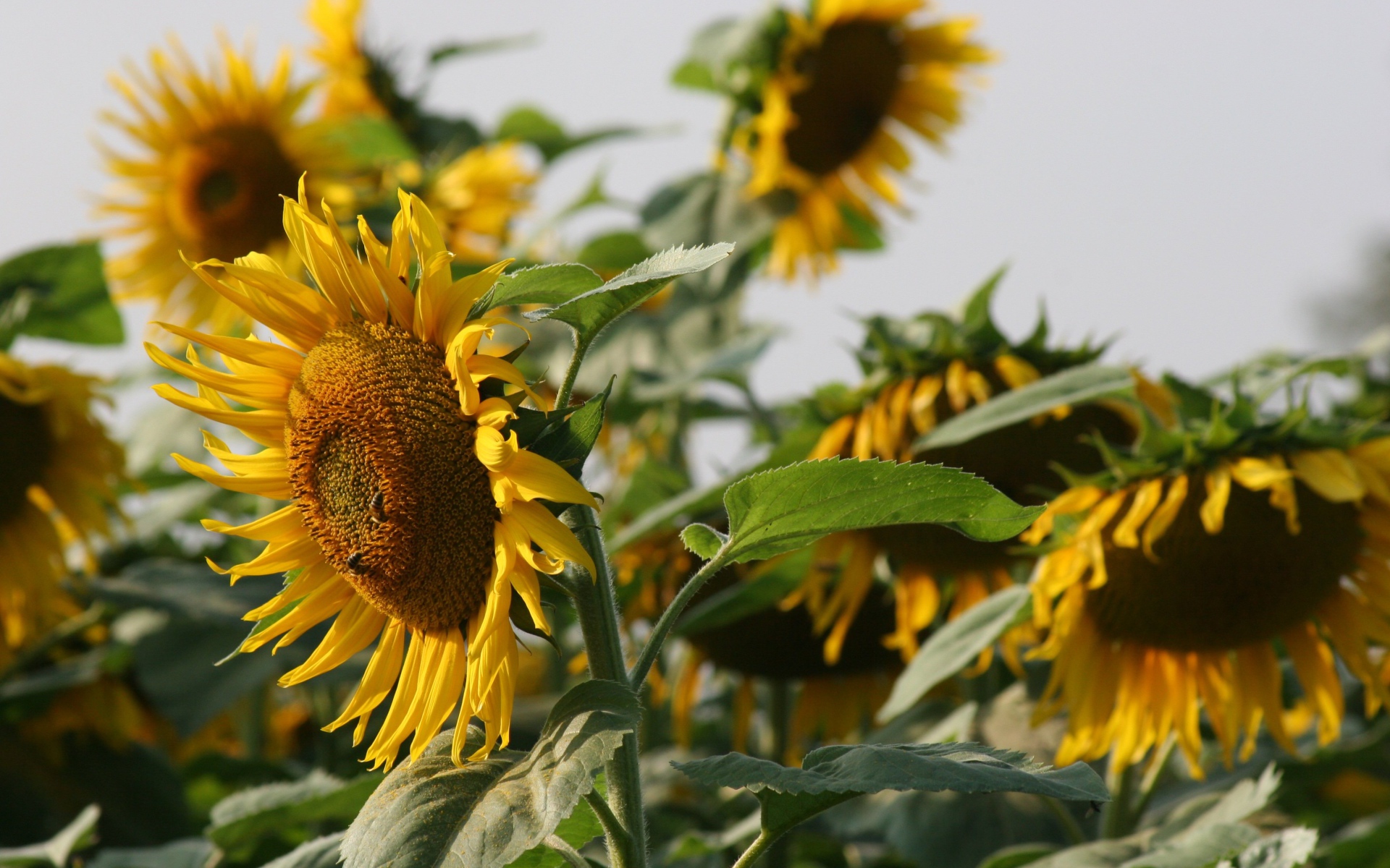 Большой желтый подсолнух с пчелами на поле 