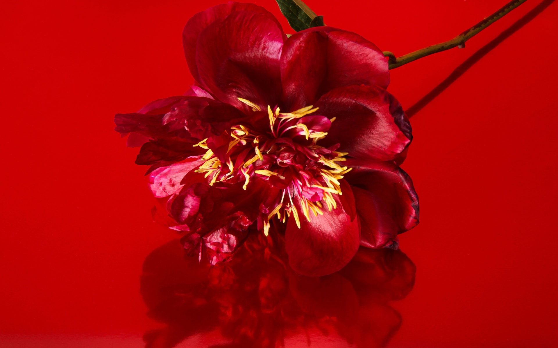 Цветок распустившегося пиона на красном фоне