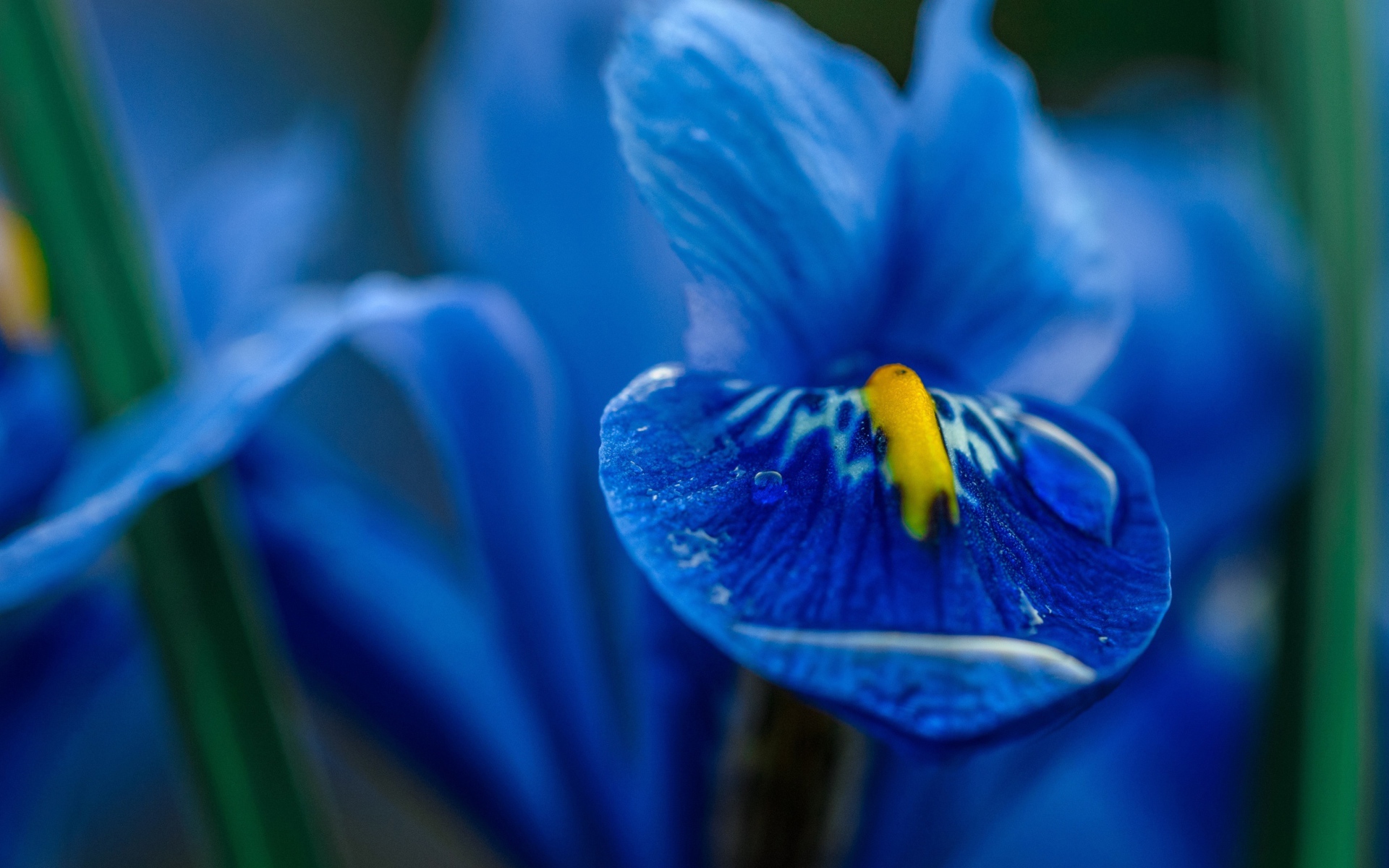 Синий цветок ириса крупным планом