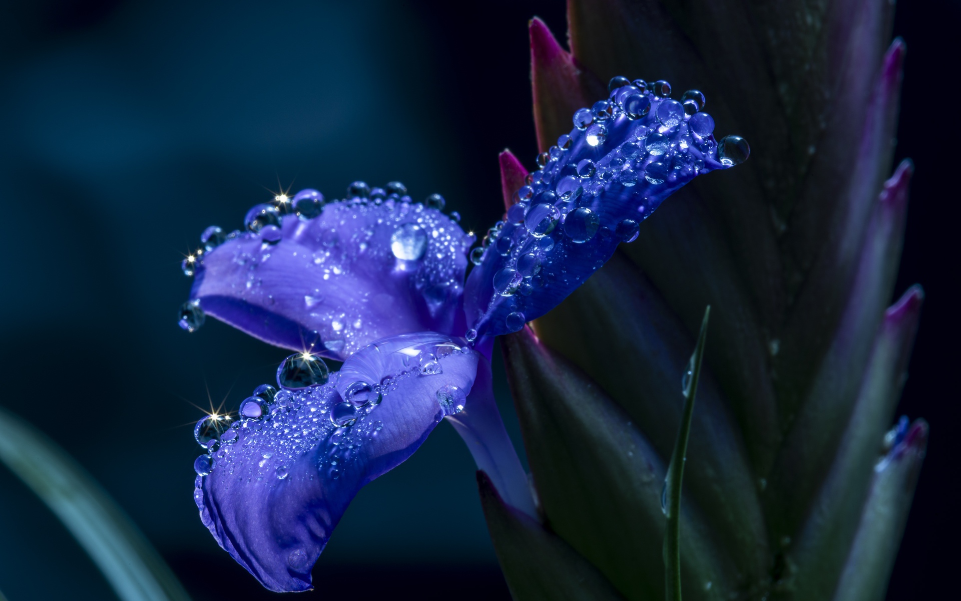 Синий цветок ириса в каплях росы 