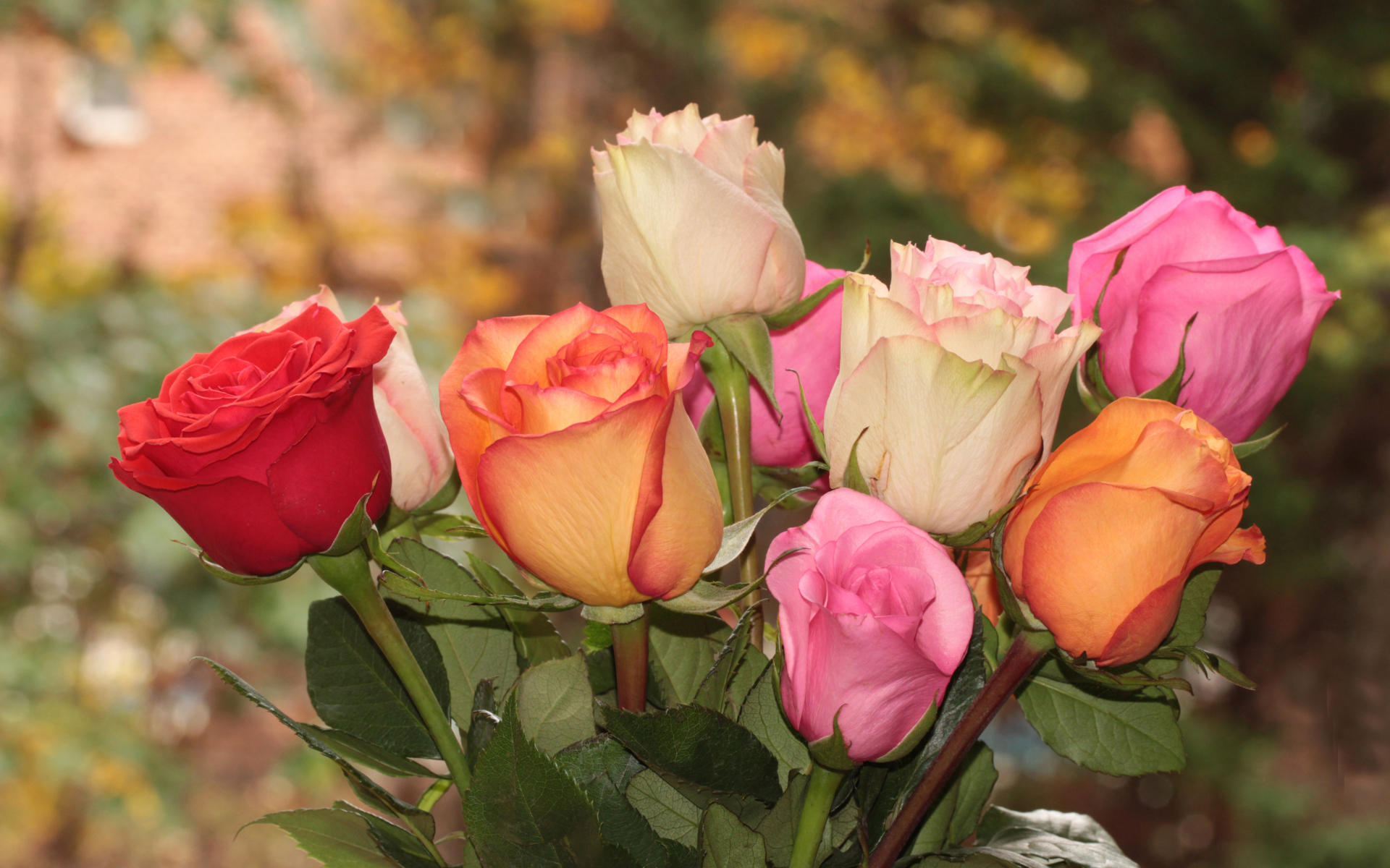 Букет красивых разноцветных роз крупным планом