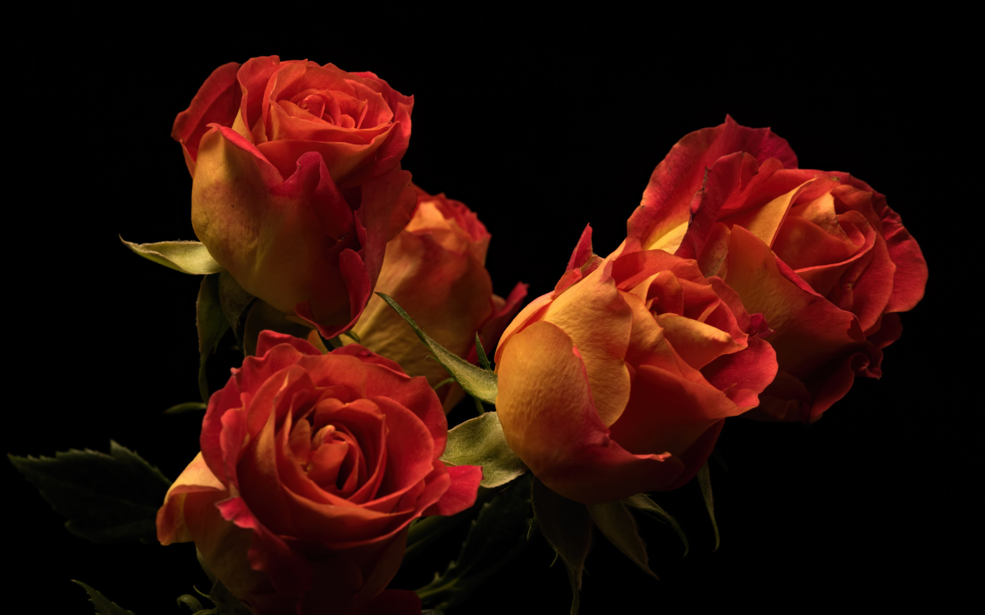 Букет красивых оранжевых роз на черном фоне