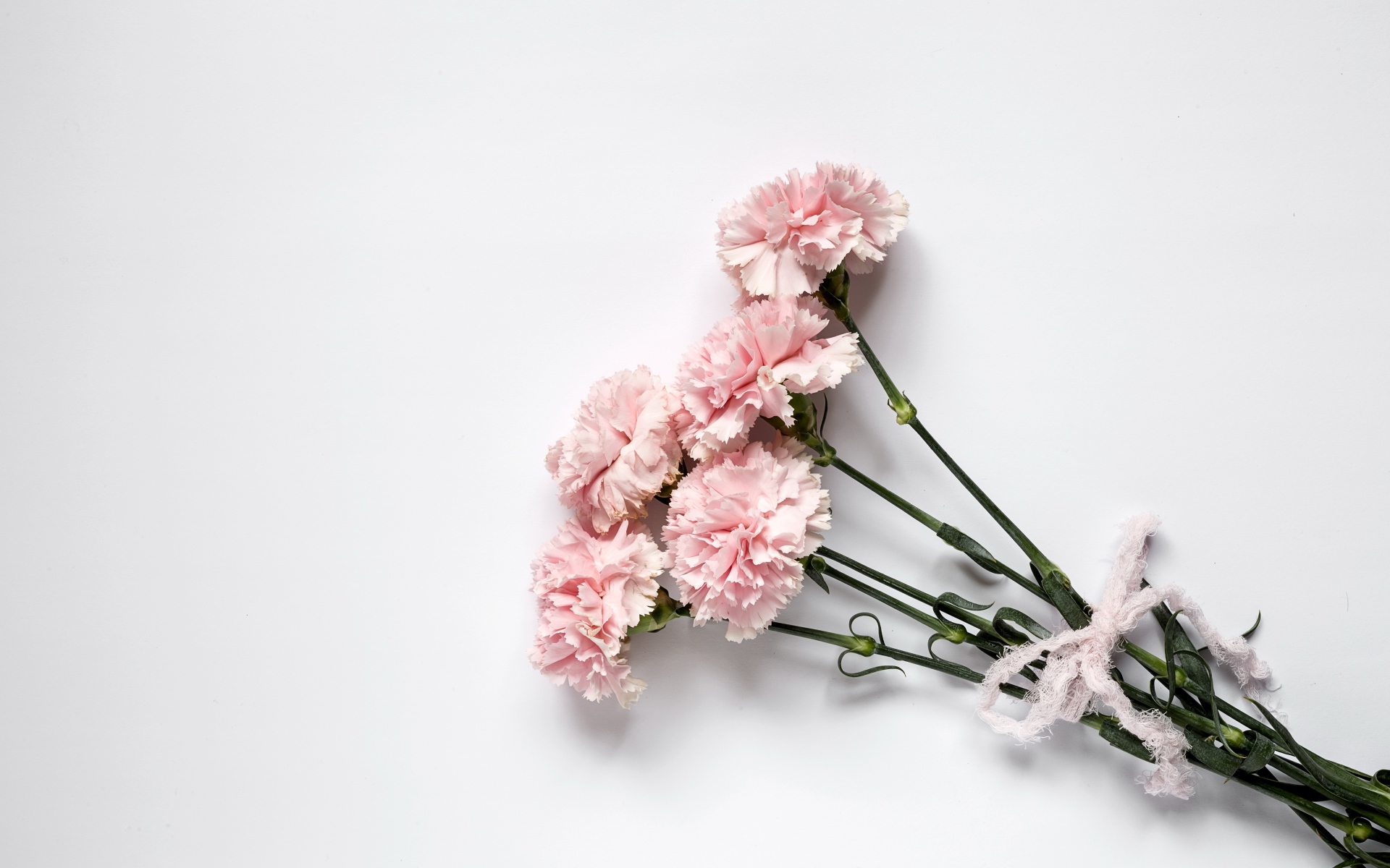 Букет розовых гвоздик с бантом на сером фоне 