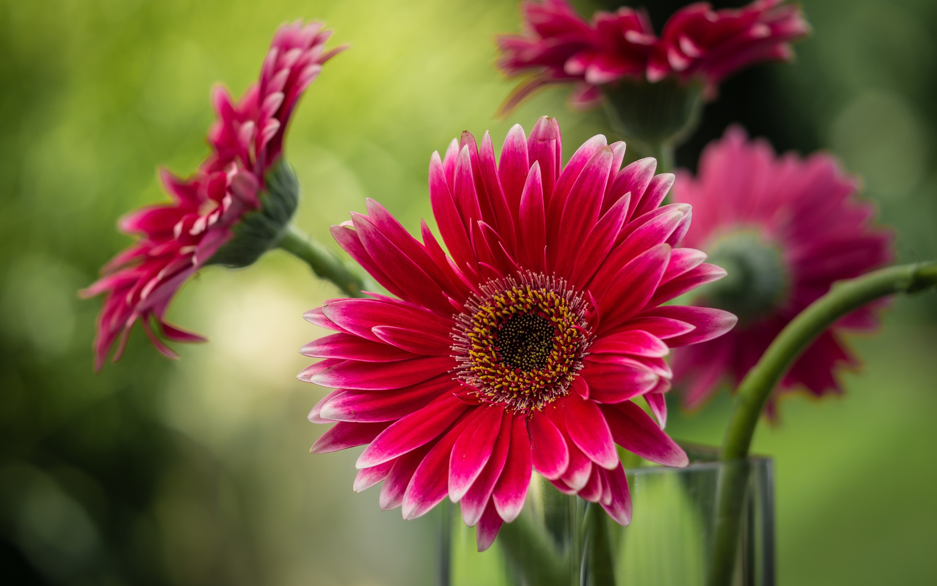 Букет розовых гербер в стеклянной вазе