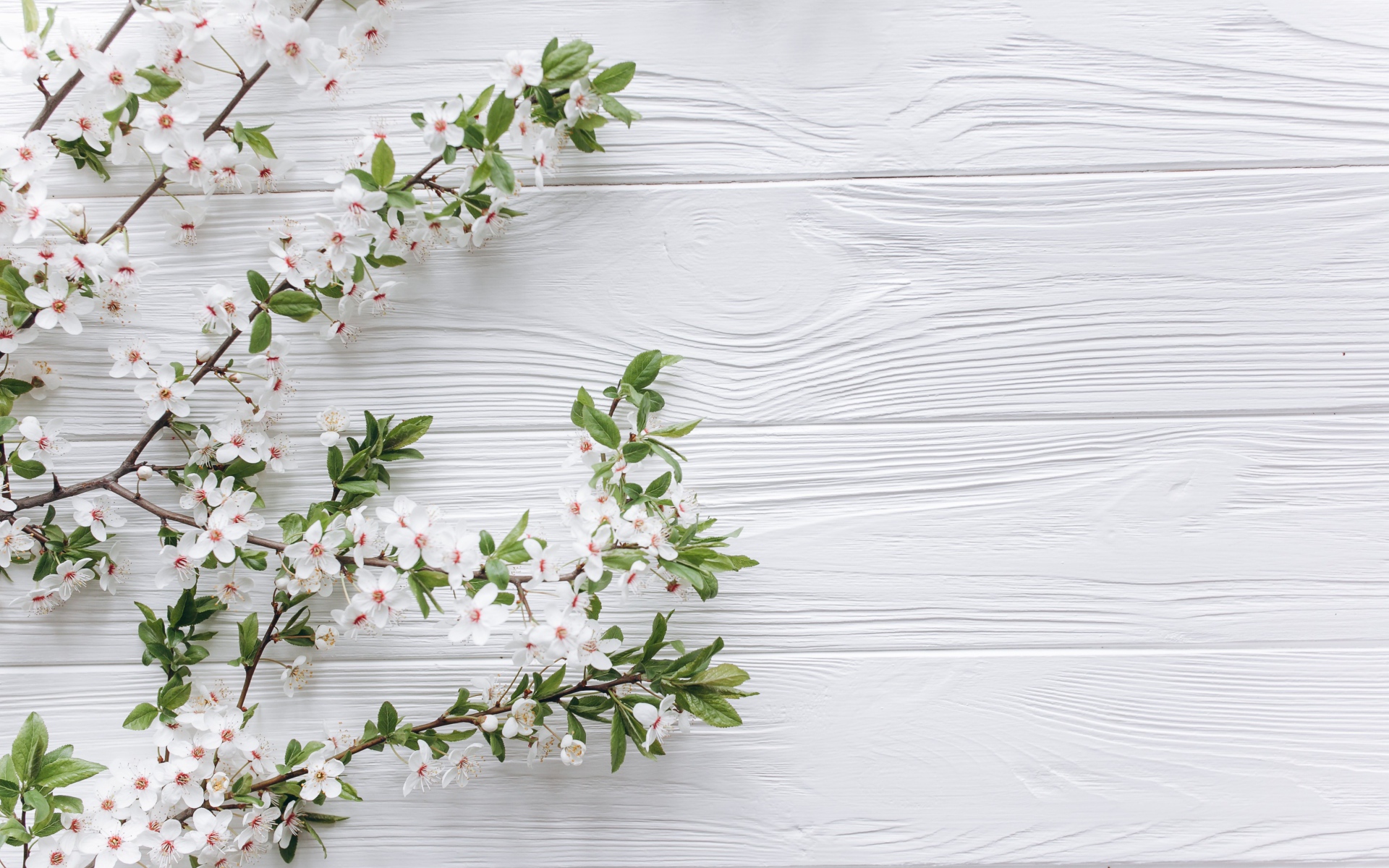 Ветки с белыми цветами вишни на деревянном фоне