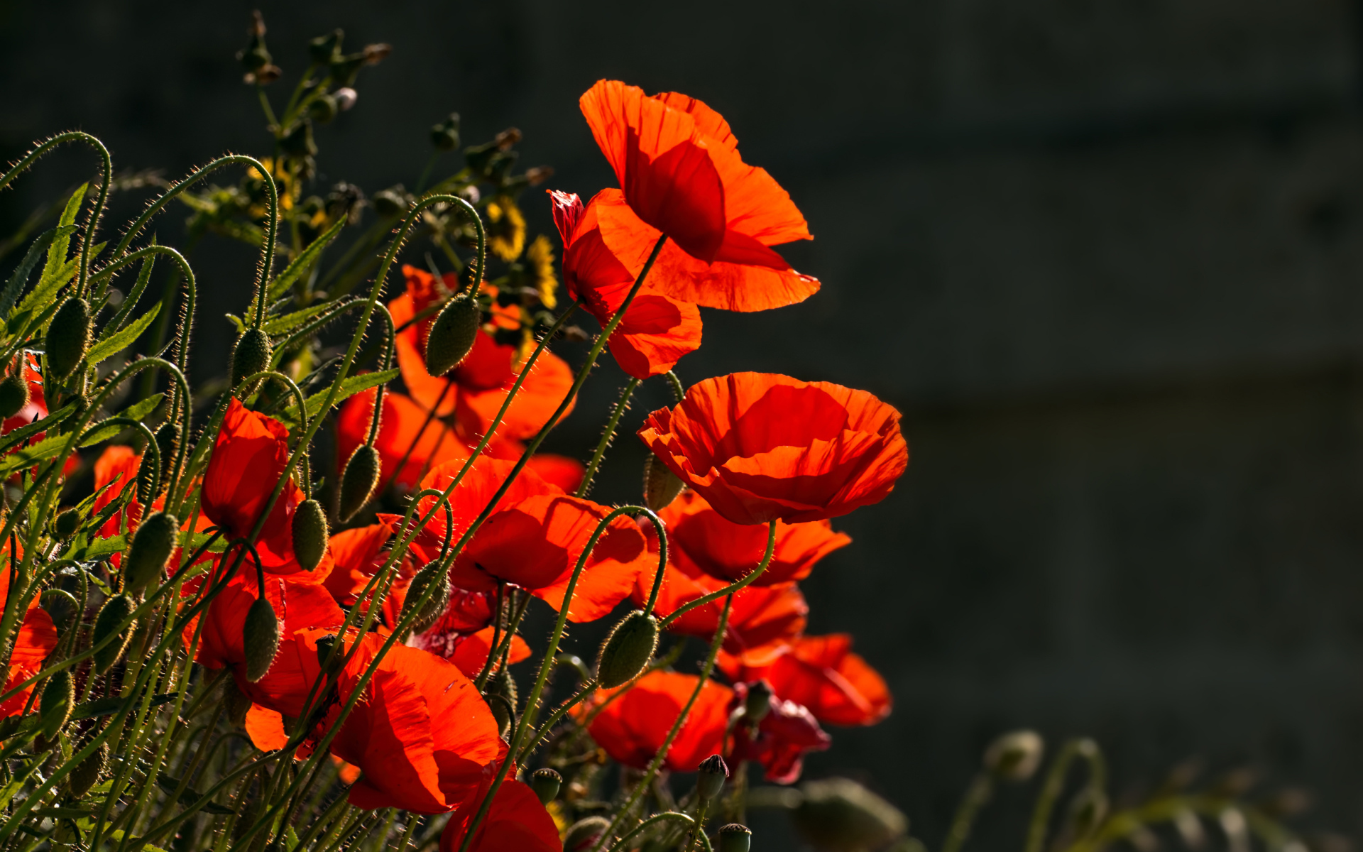 Яркие красные маки с бутонами в лучах солнца