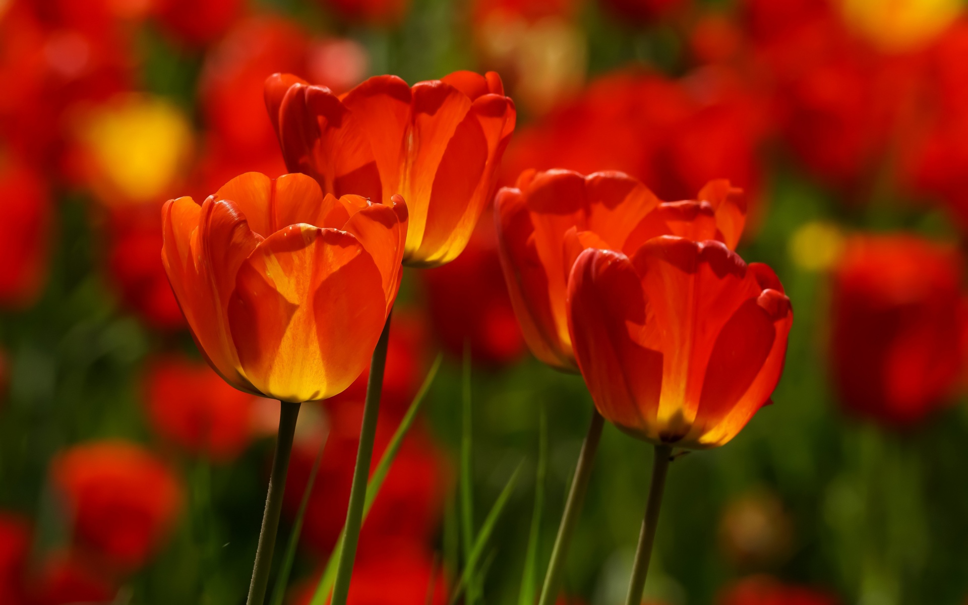 Яркие алые тюльпаны в лучах солнца весной 