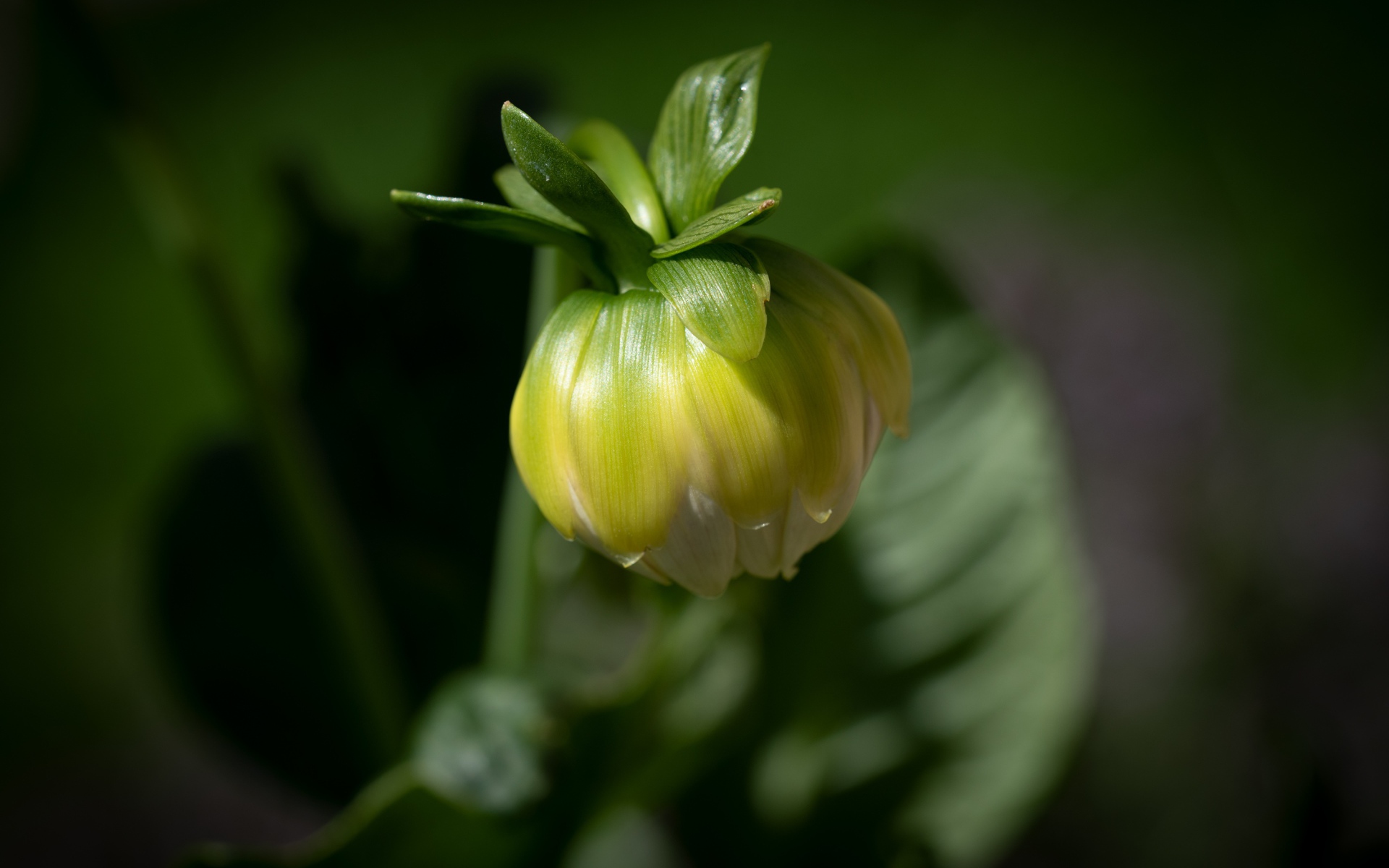 Бутон георгины в лучах солнца крупным планом