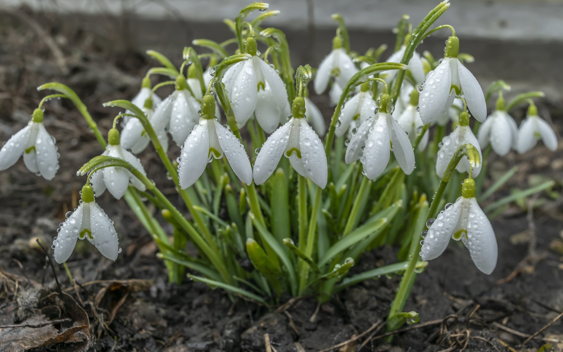 Куст белых подснежников в каплях дождя 