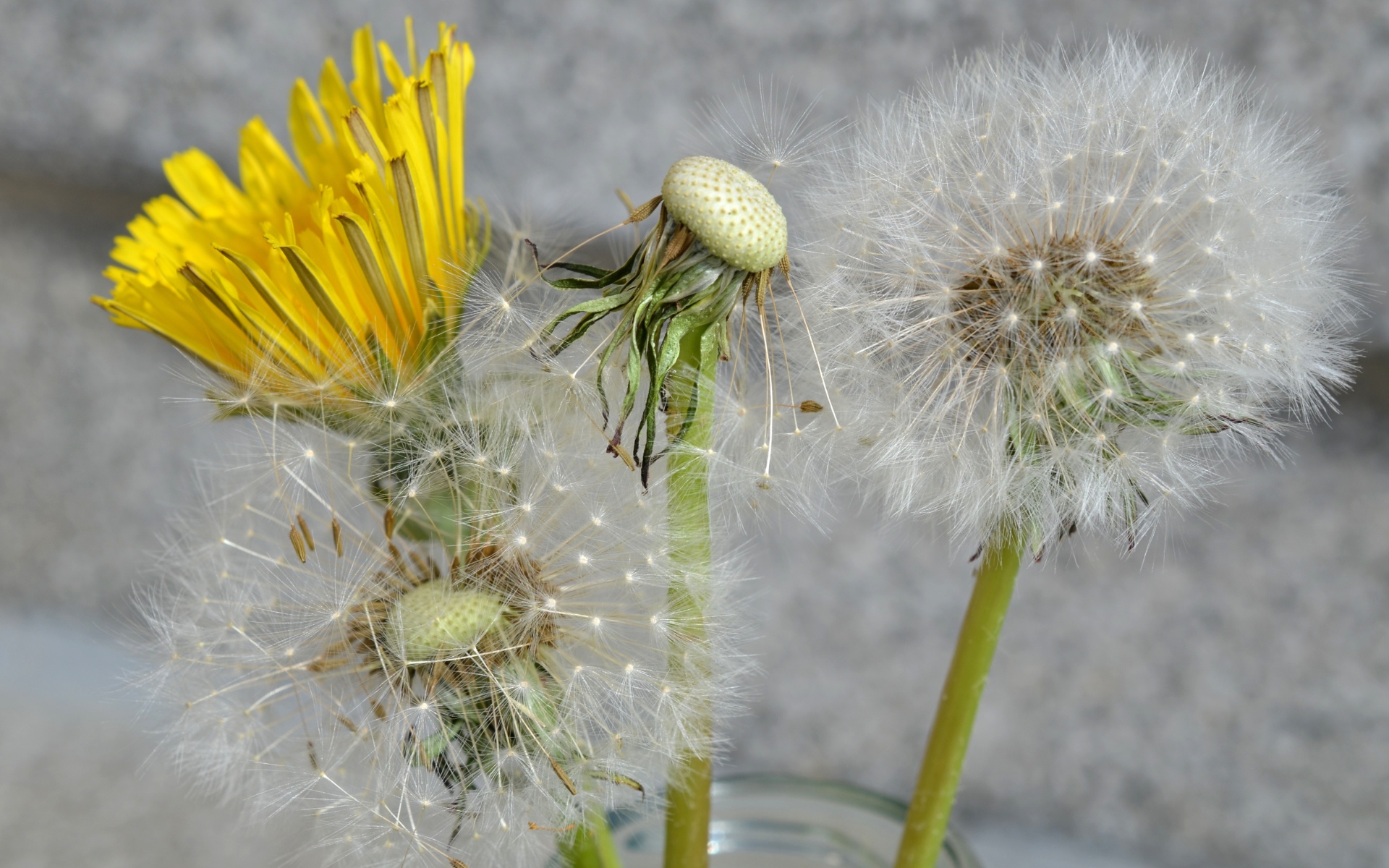 Цветы одуванчика в стеклянной банке 