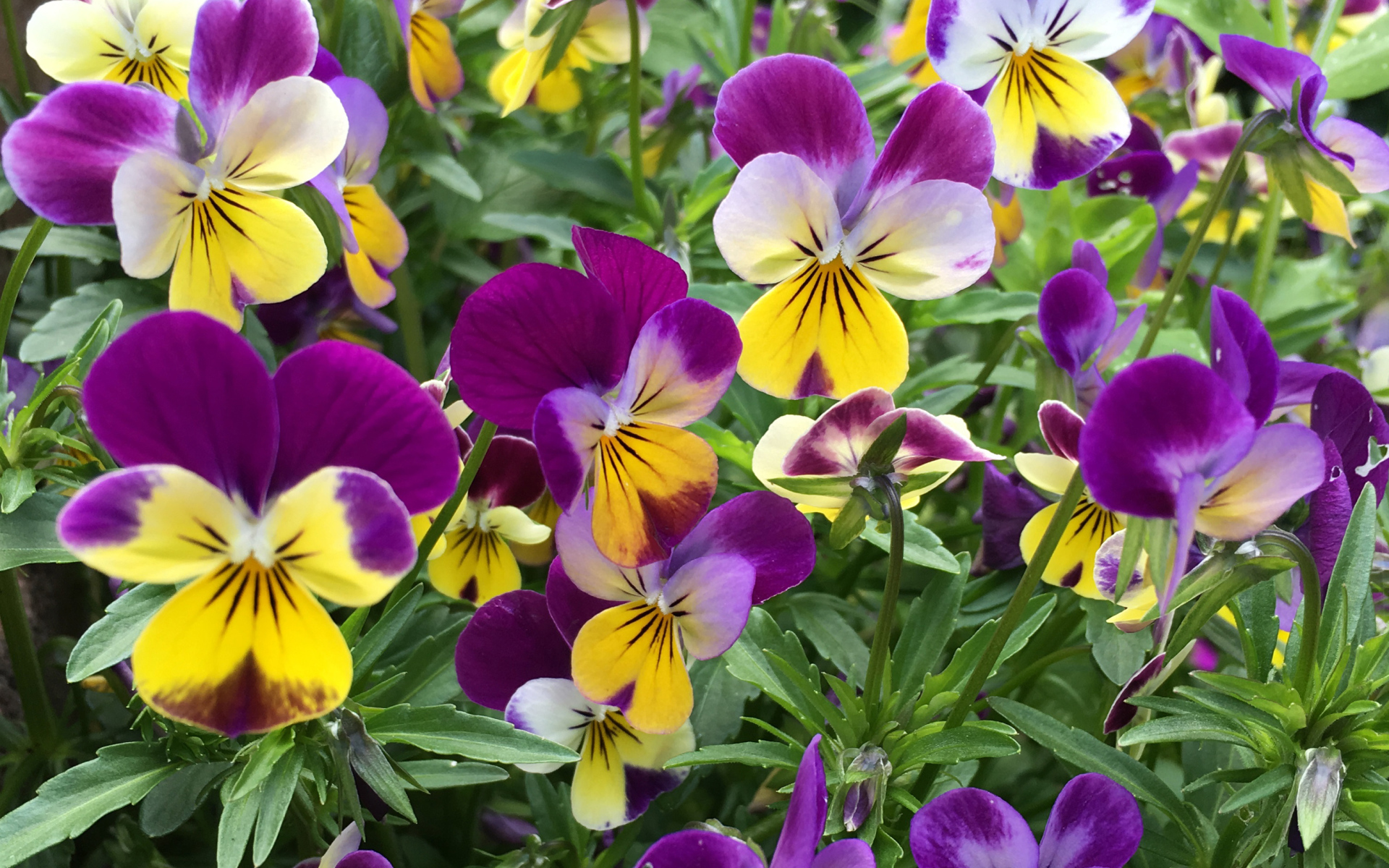 Нежные садовые цветы анютины глазки на клумбе 