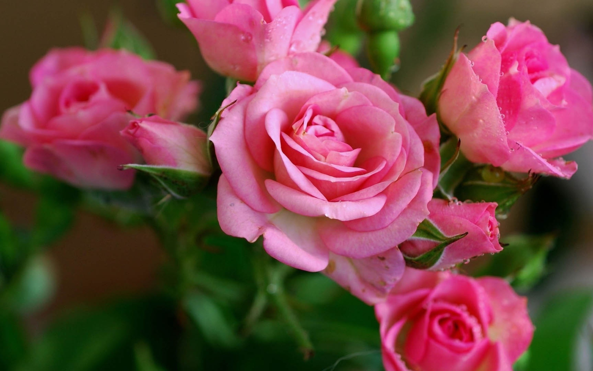 Нежные розовые садовые розы с бутонами в росе